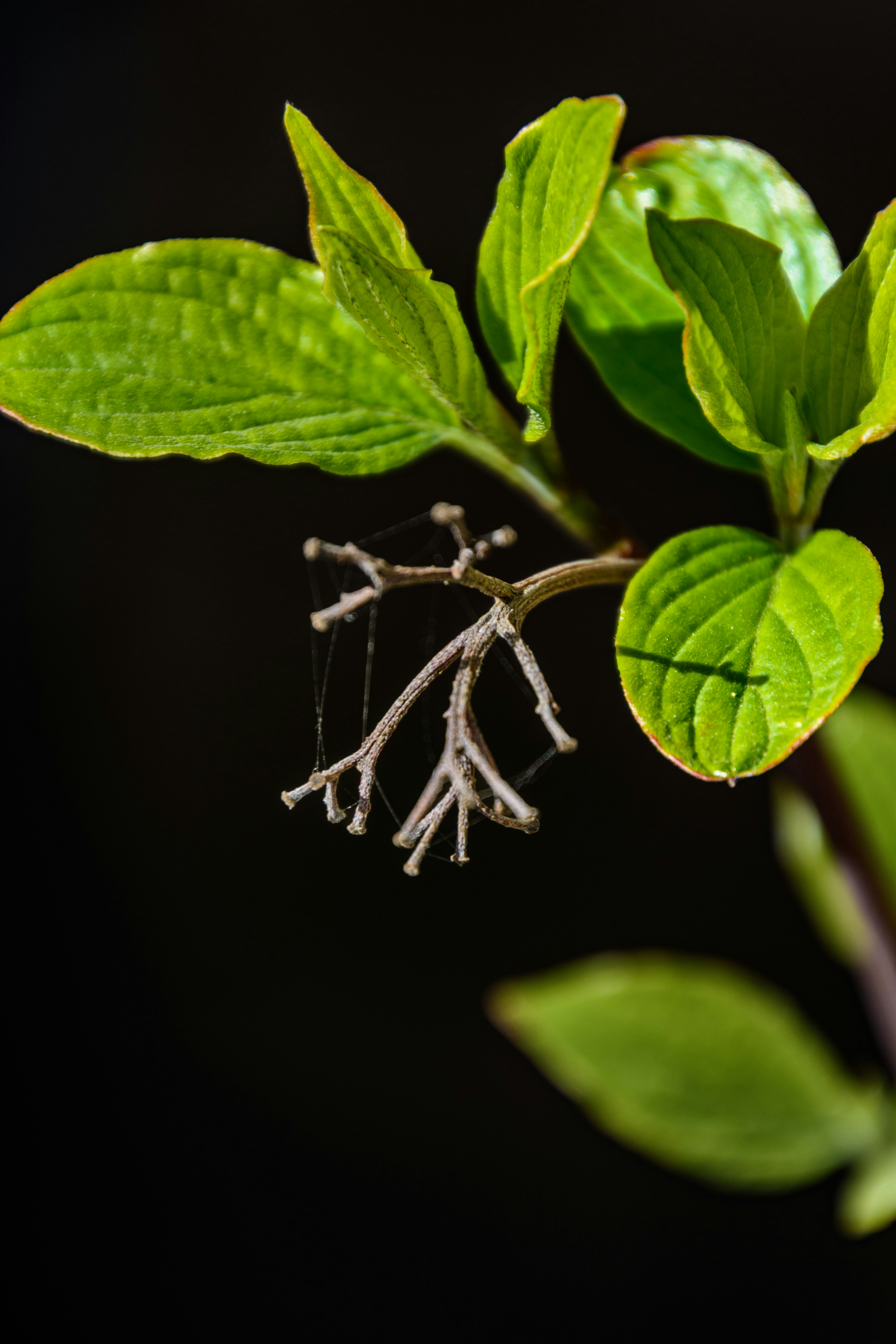 Seasonal Watering Adjustments Throughout the Growing Year