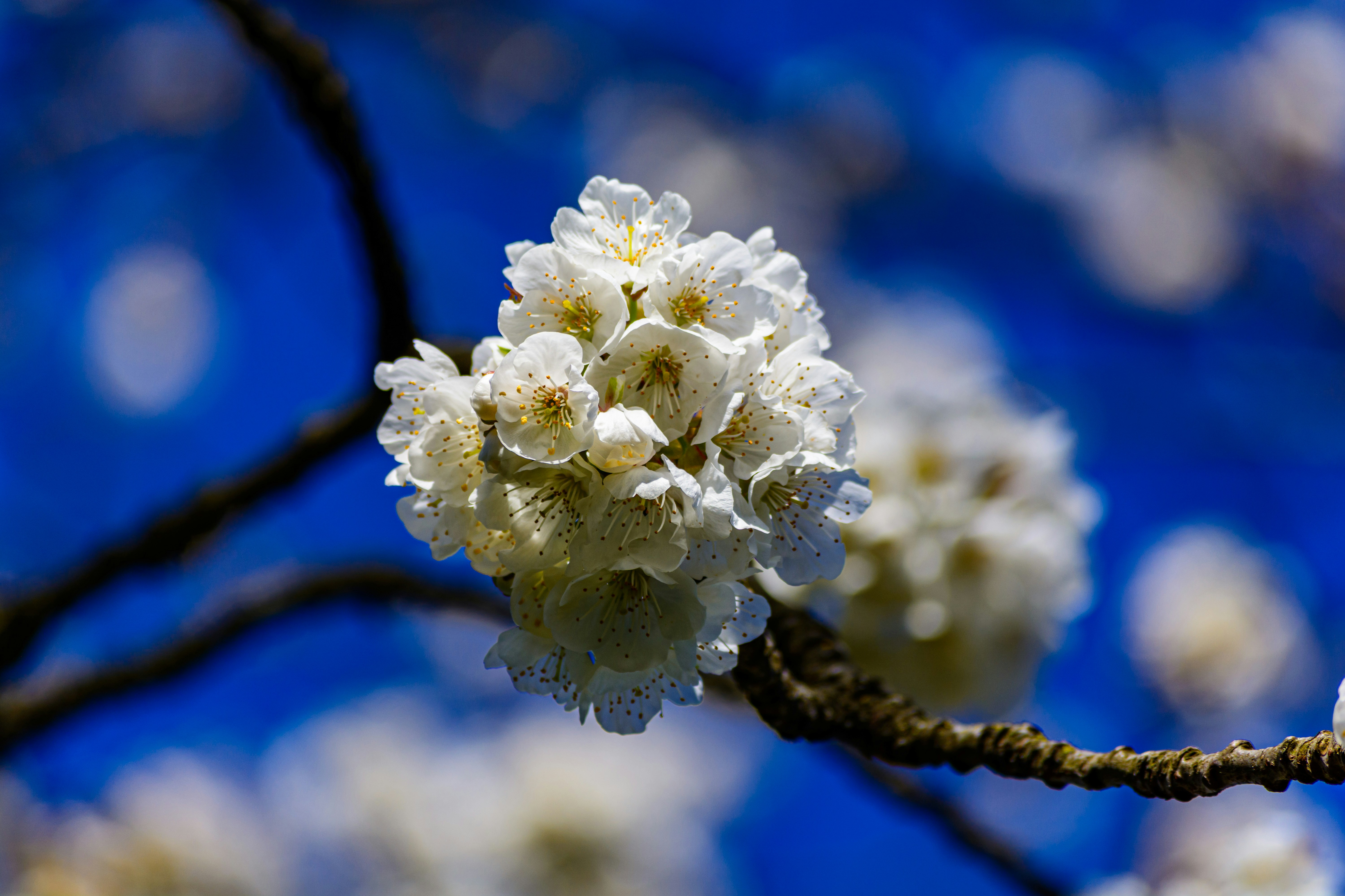 Photo by skstrannik