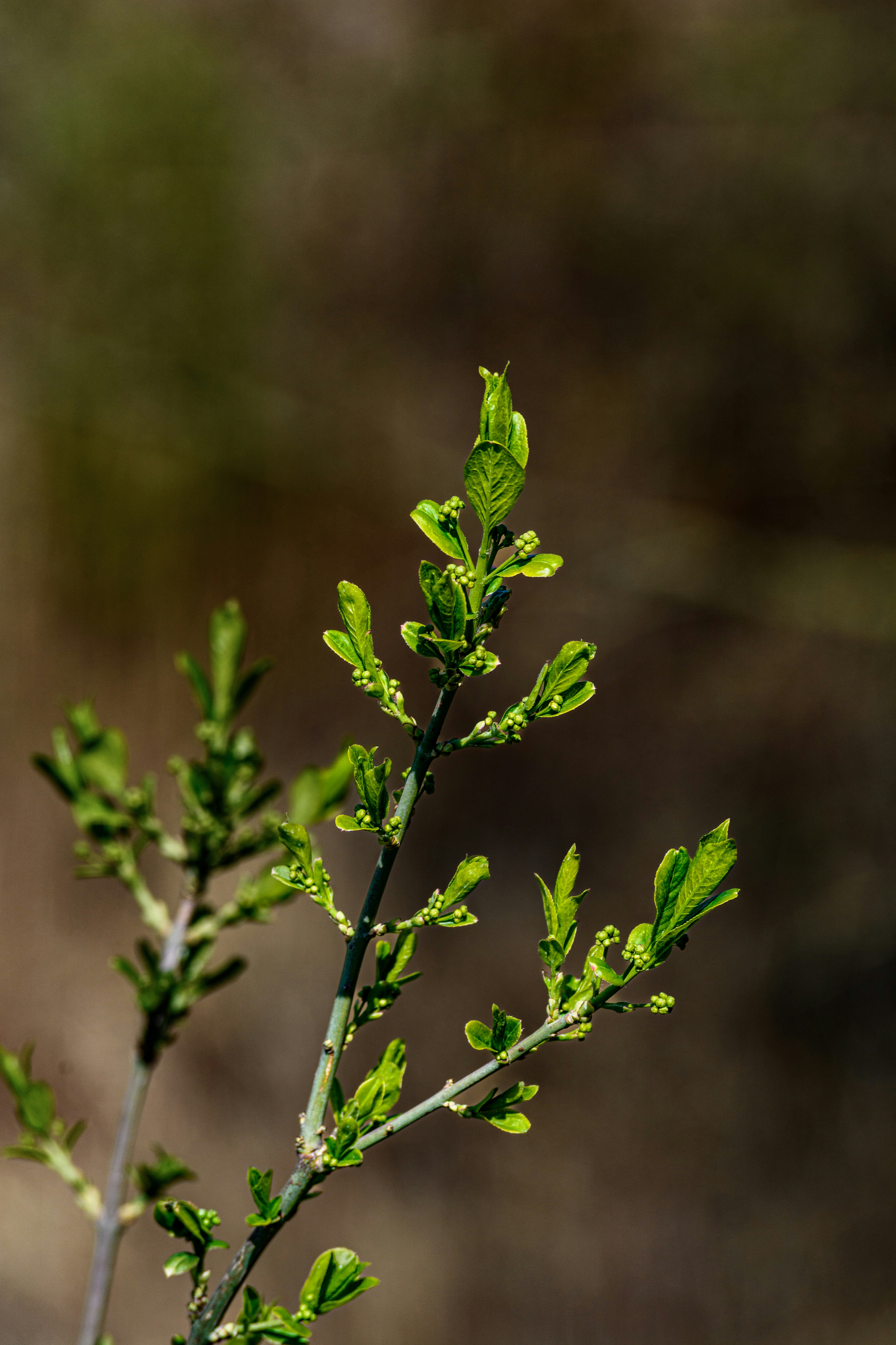 Understanding Pea Tendrils and How They Grip