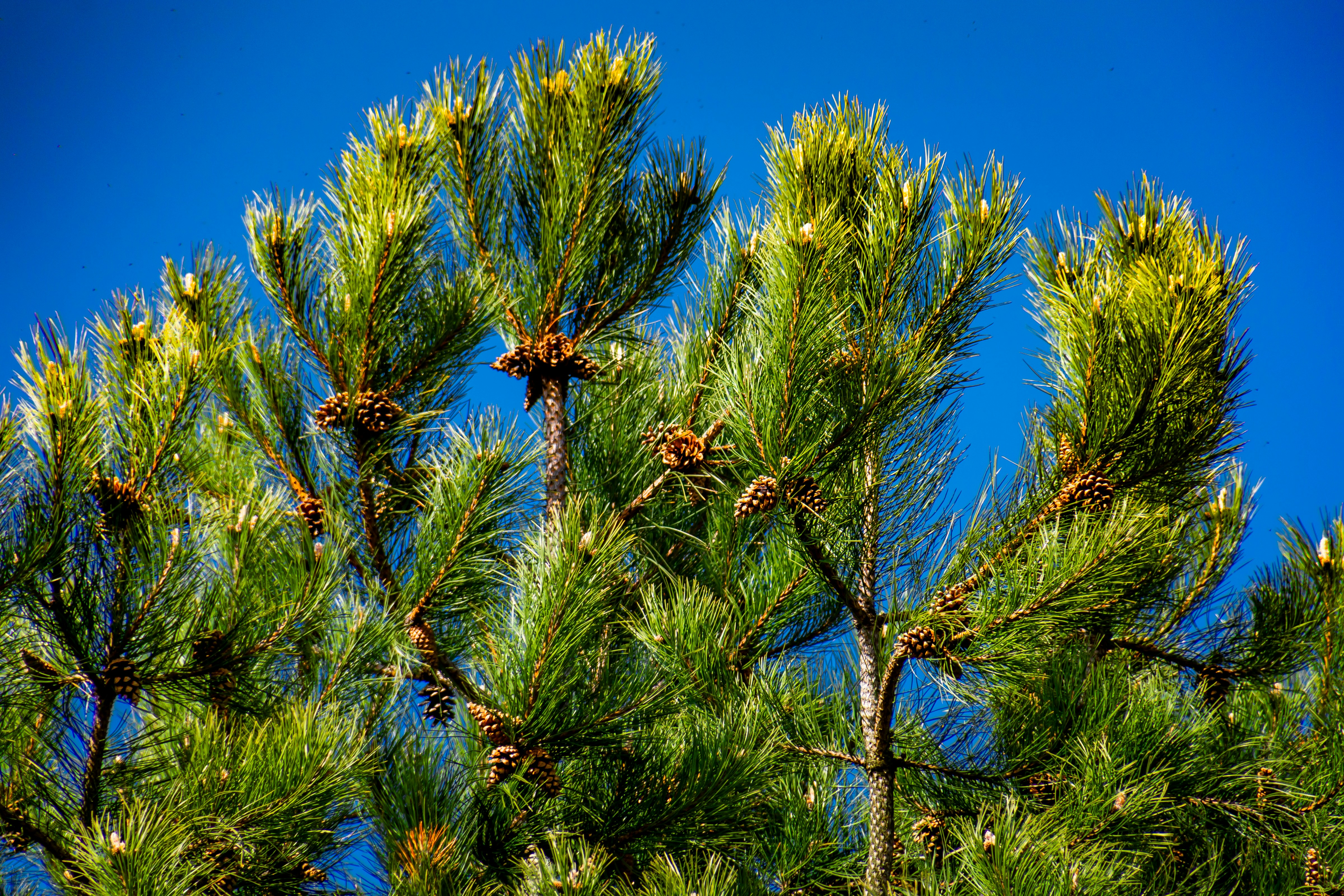 Photo by skstrannik