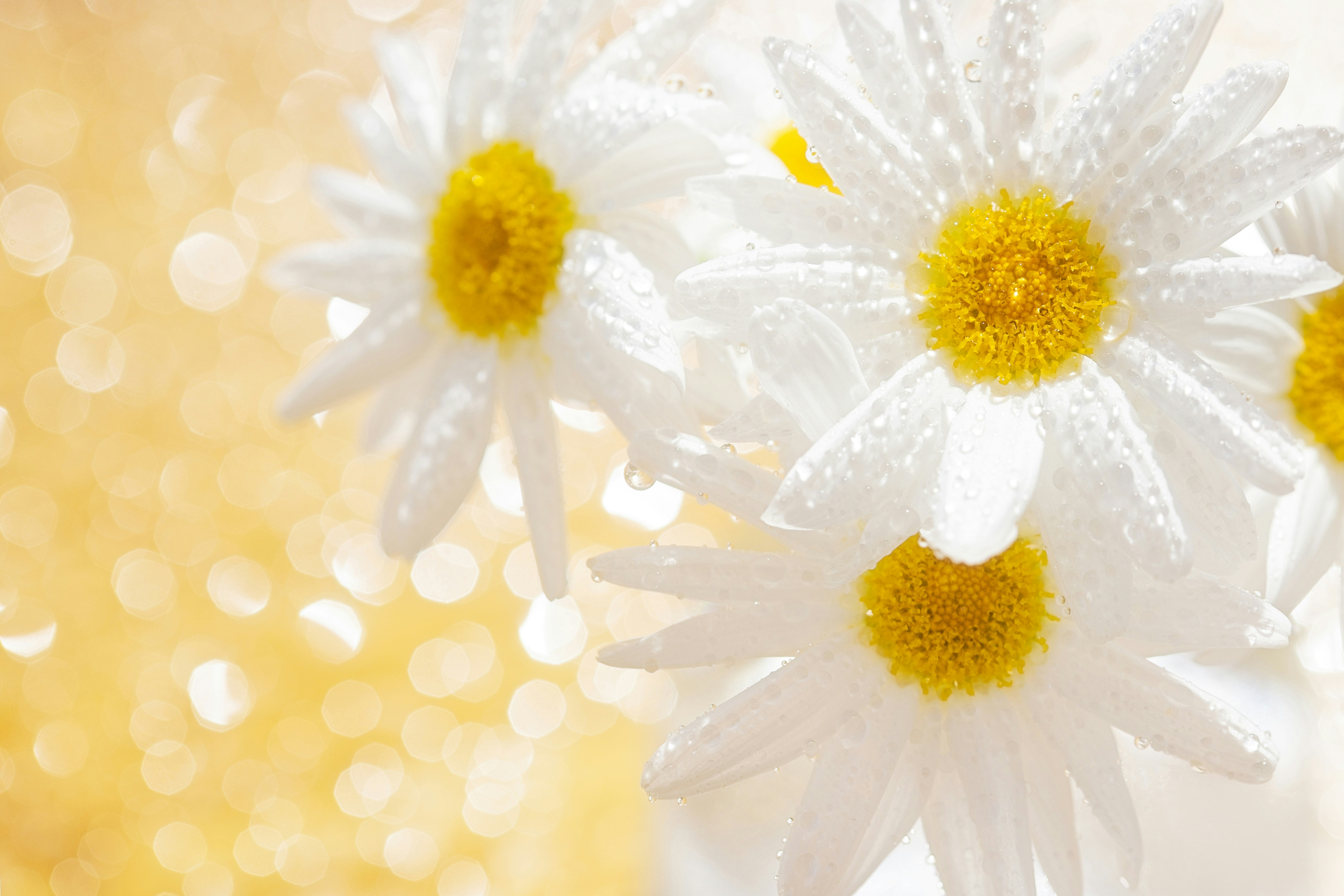 Three white daisies with water droplets on petals.
