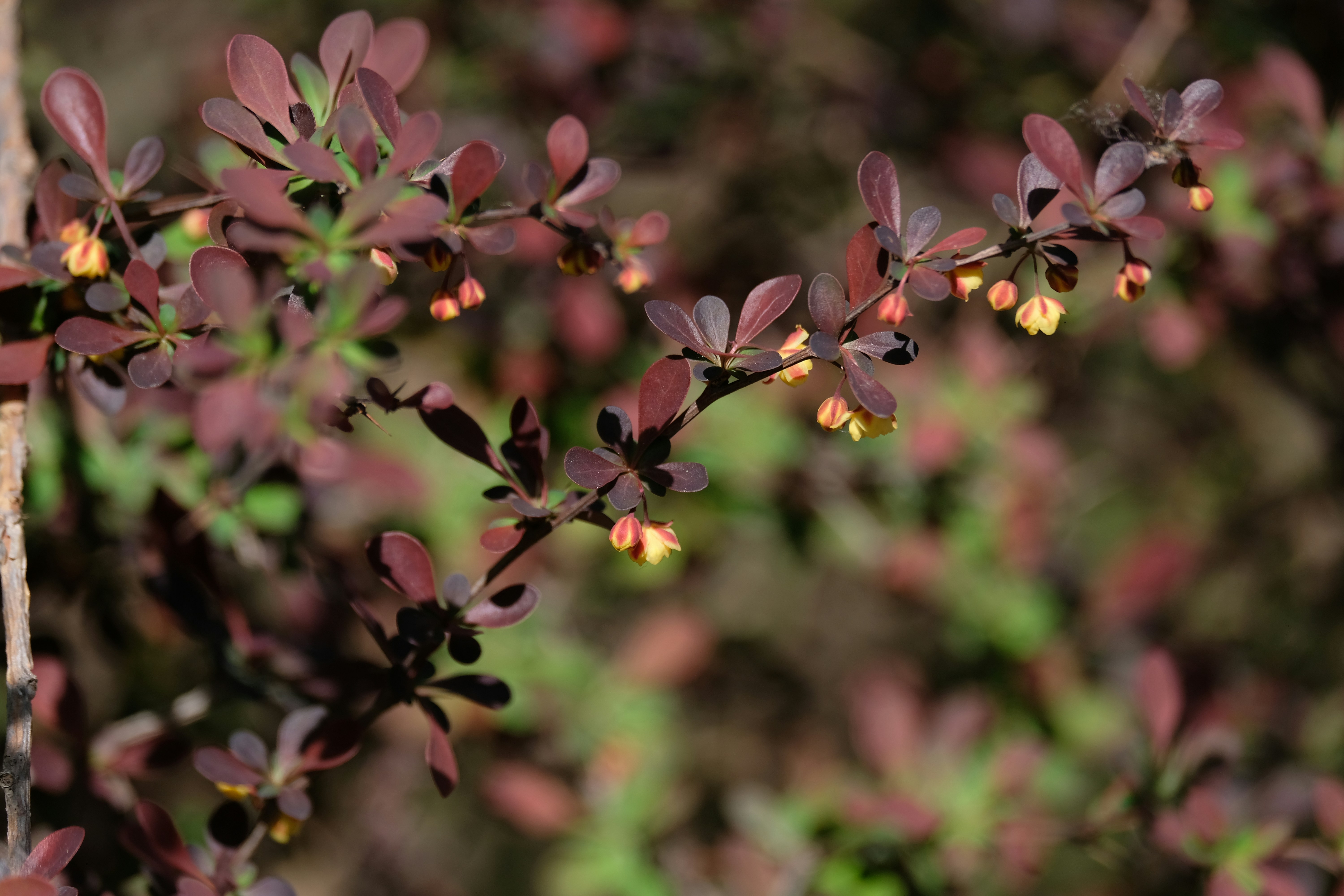 Vaccinium madagascariense