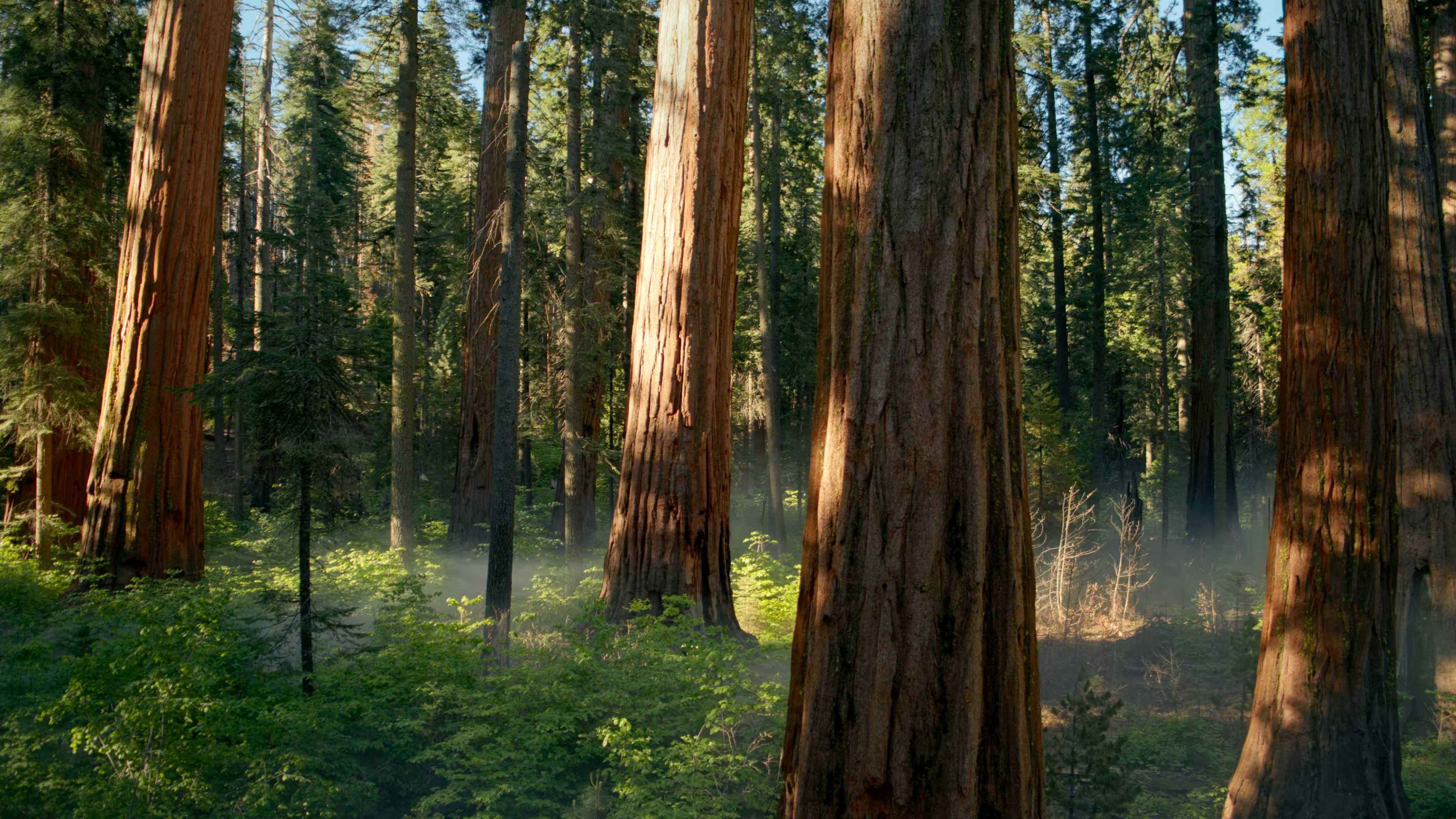 A luz do sol filtra através de uma densa floresta de sequoias com névoa.