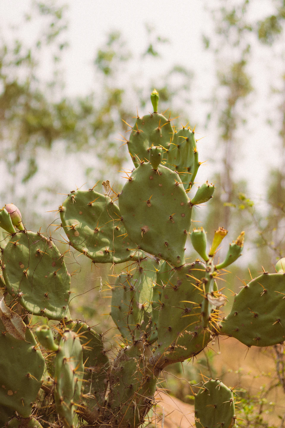 The image shows a close-up view of a cactus plant with numerous spines and small green leaves. The cactus is situated on a dirt ground, surrounded by other plants that form part of the background. The perspective of the photo is from below, looking up at the cactus, giving it an imposing presence against the sky.
