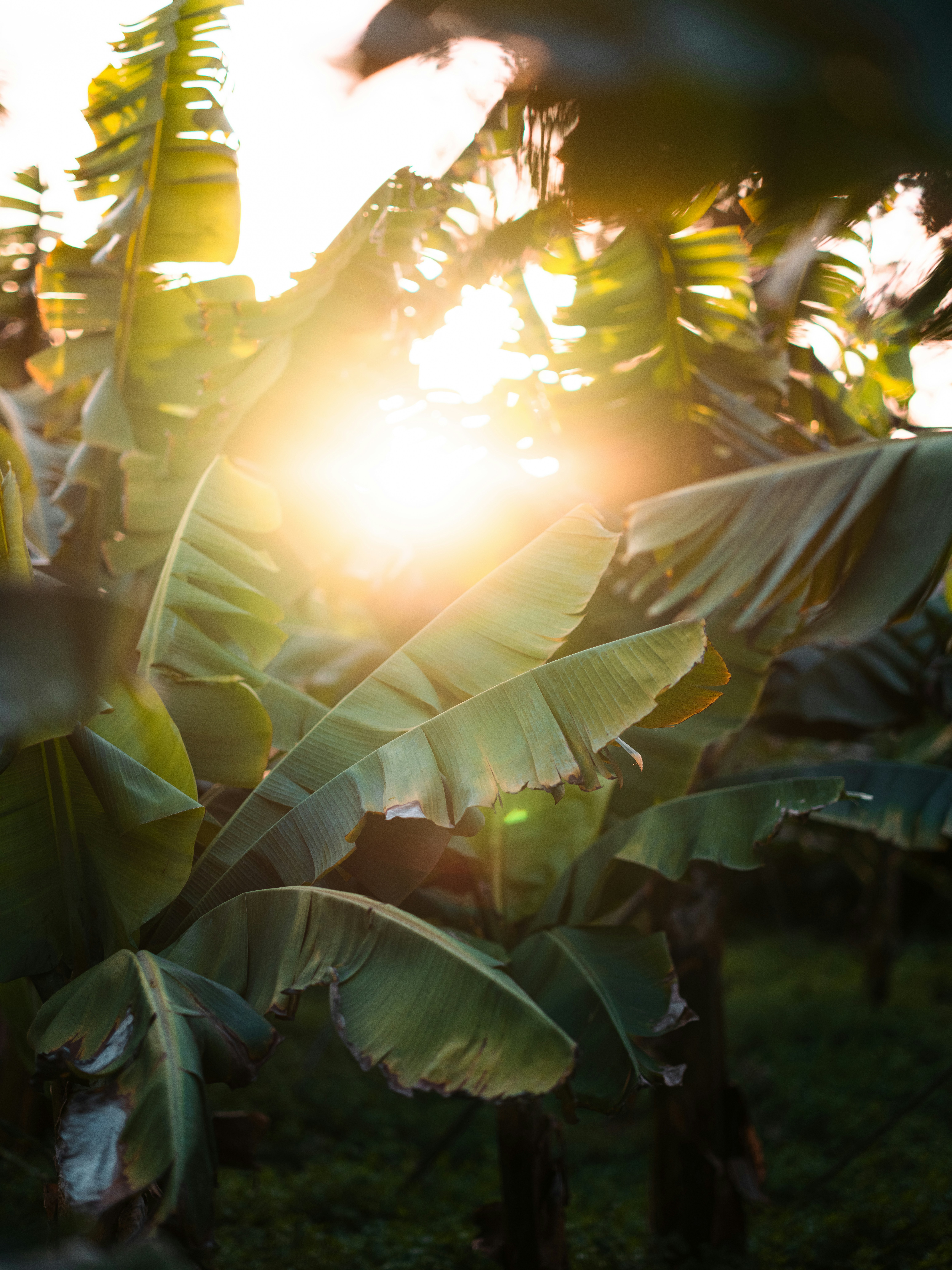 Sunlight shines through lush green banana leaves