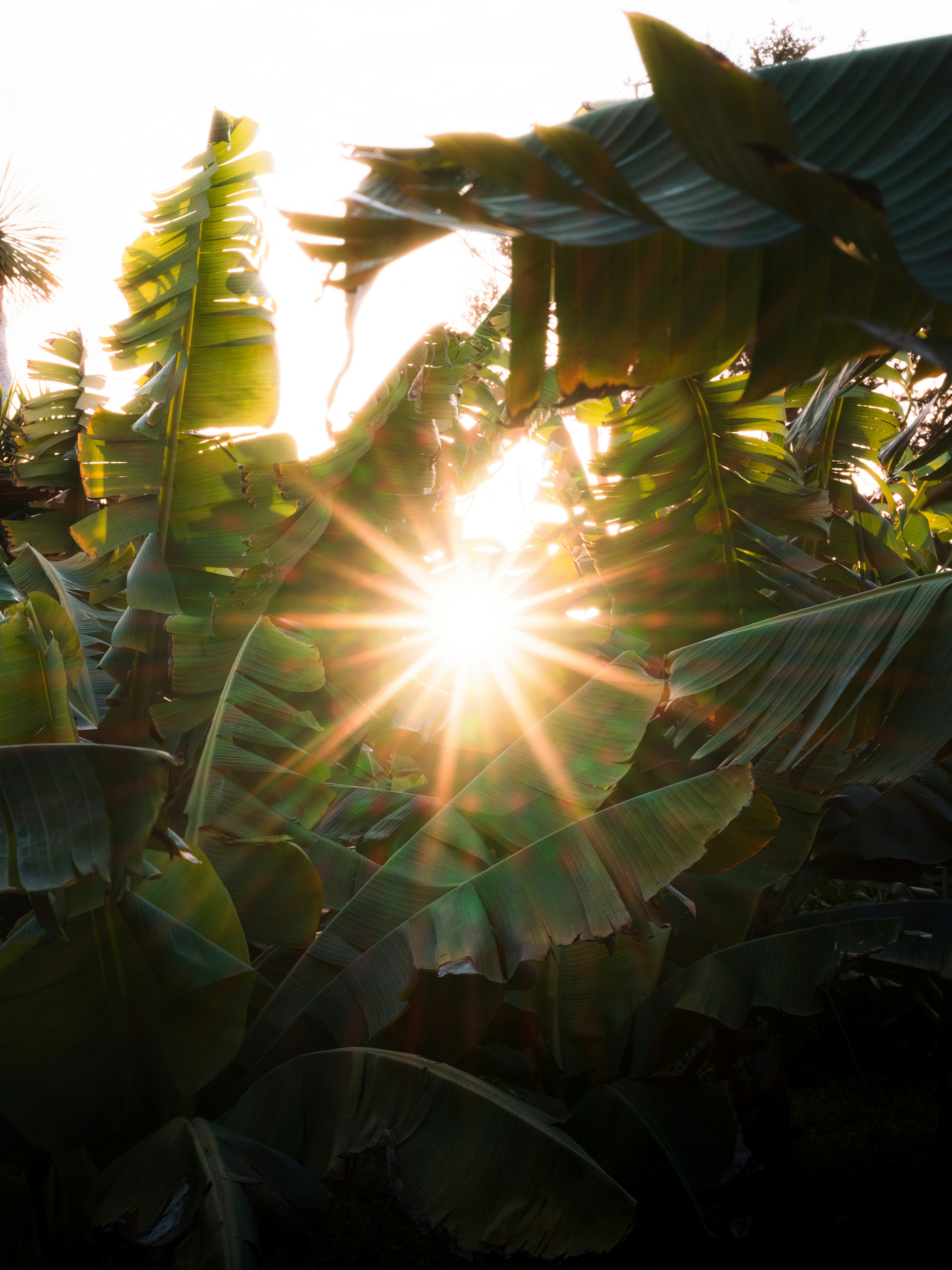 Sunburst through lush green banana leaves