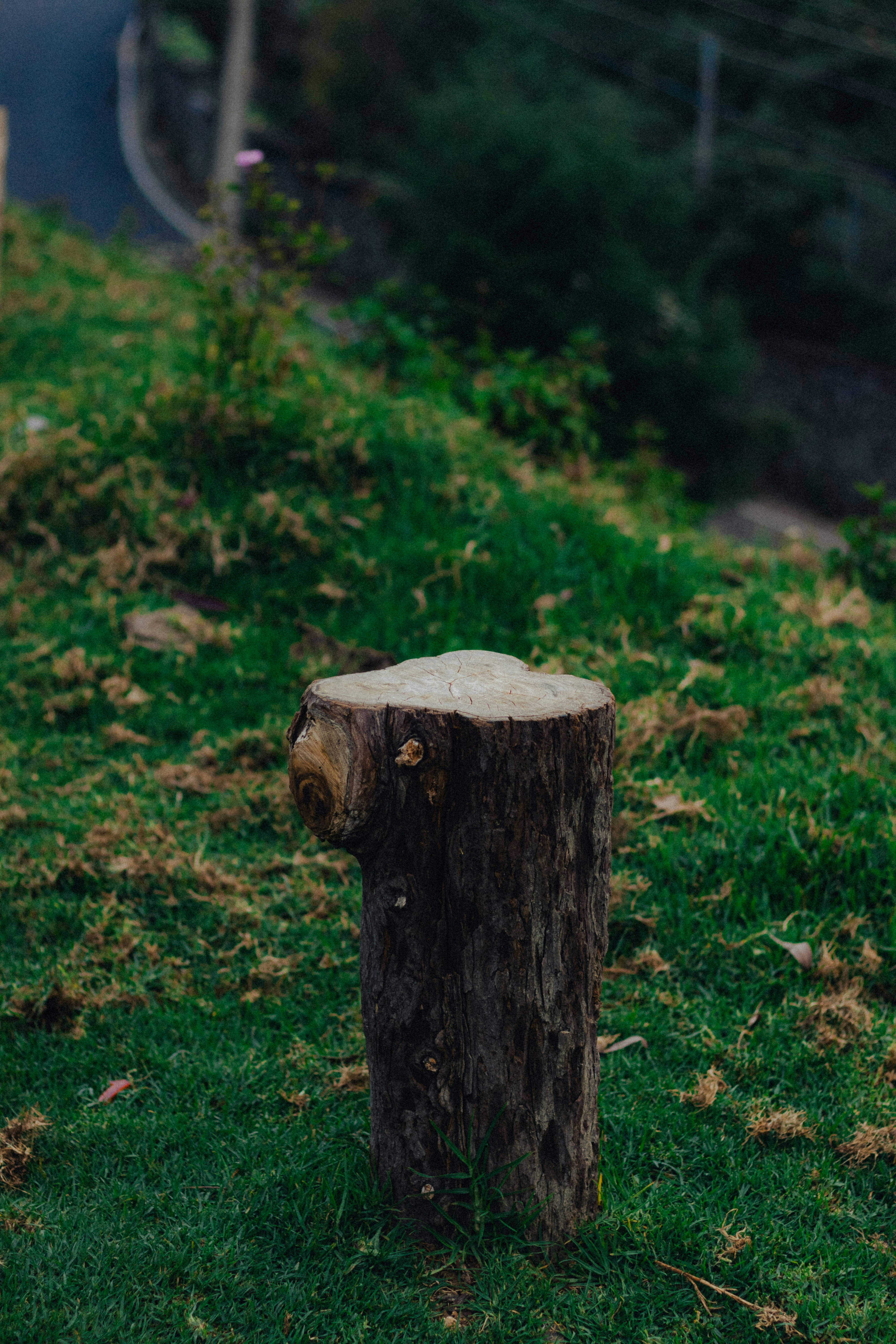 A weathered tree stump stands on grassy ground.