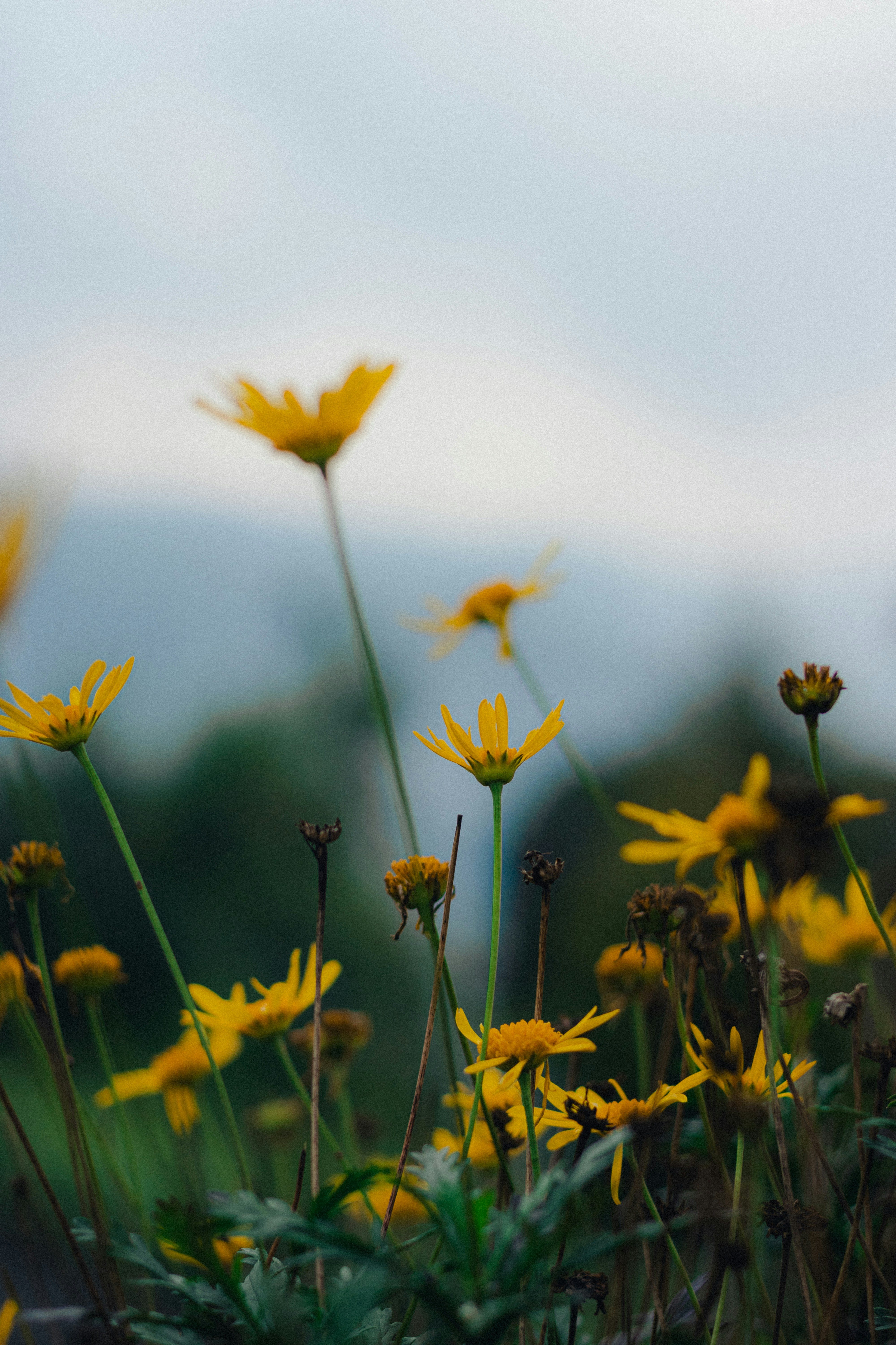 Yellow wildflowers bloom against a soft, hazy sky.