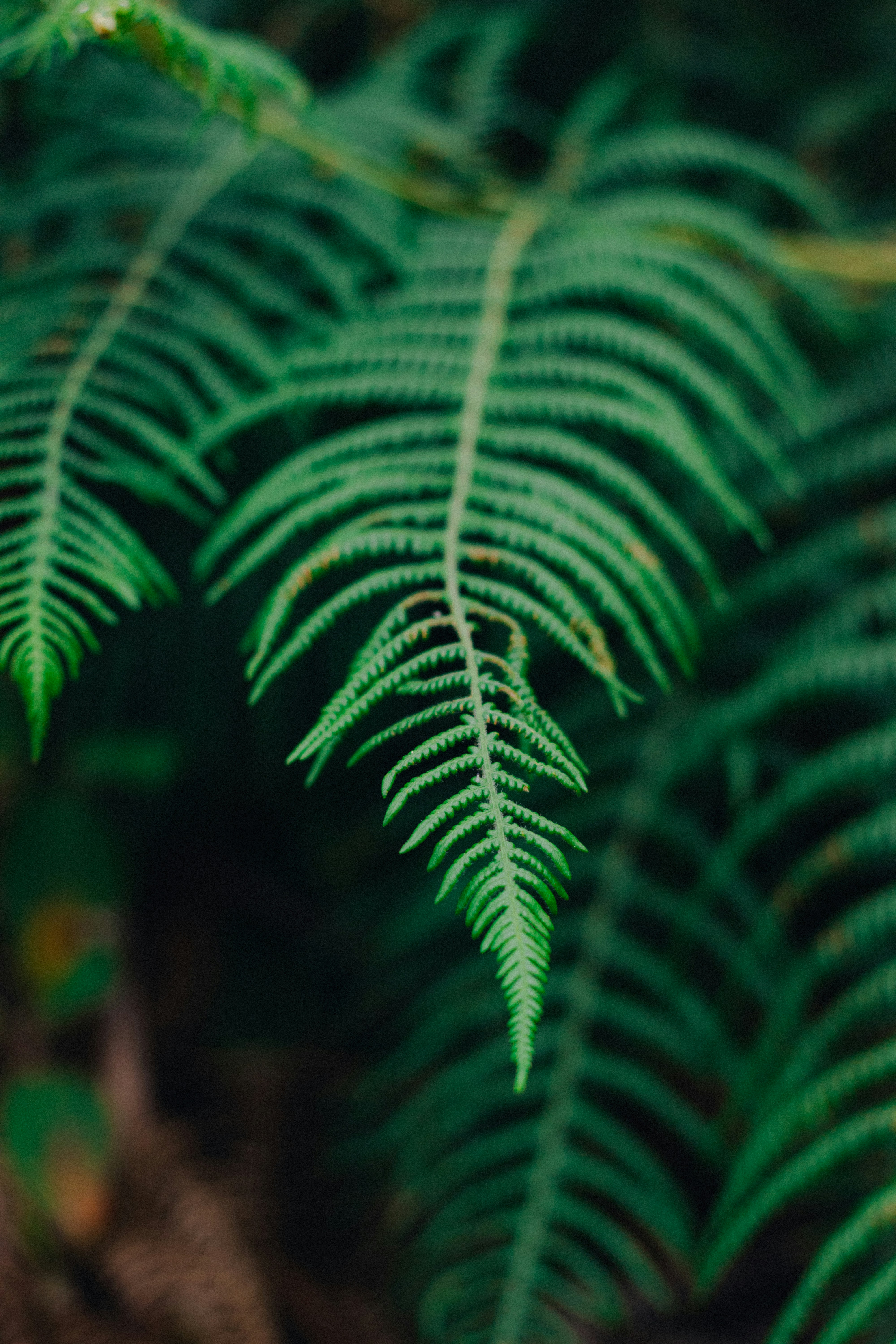 Close up of lush green fern fronds in a forest