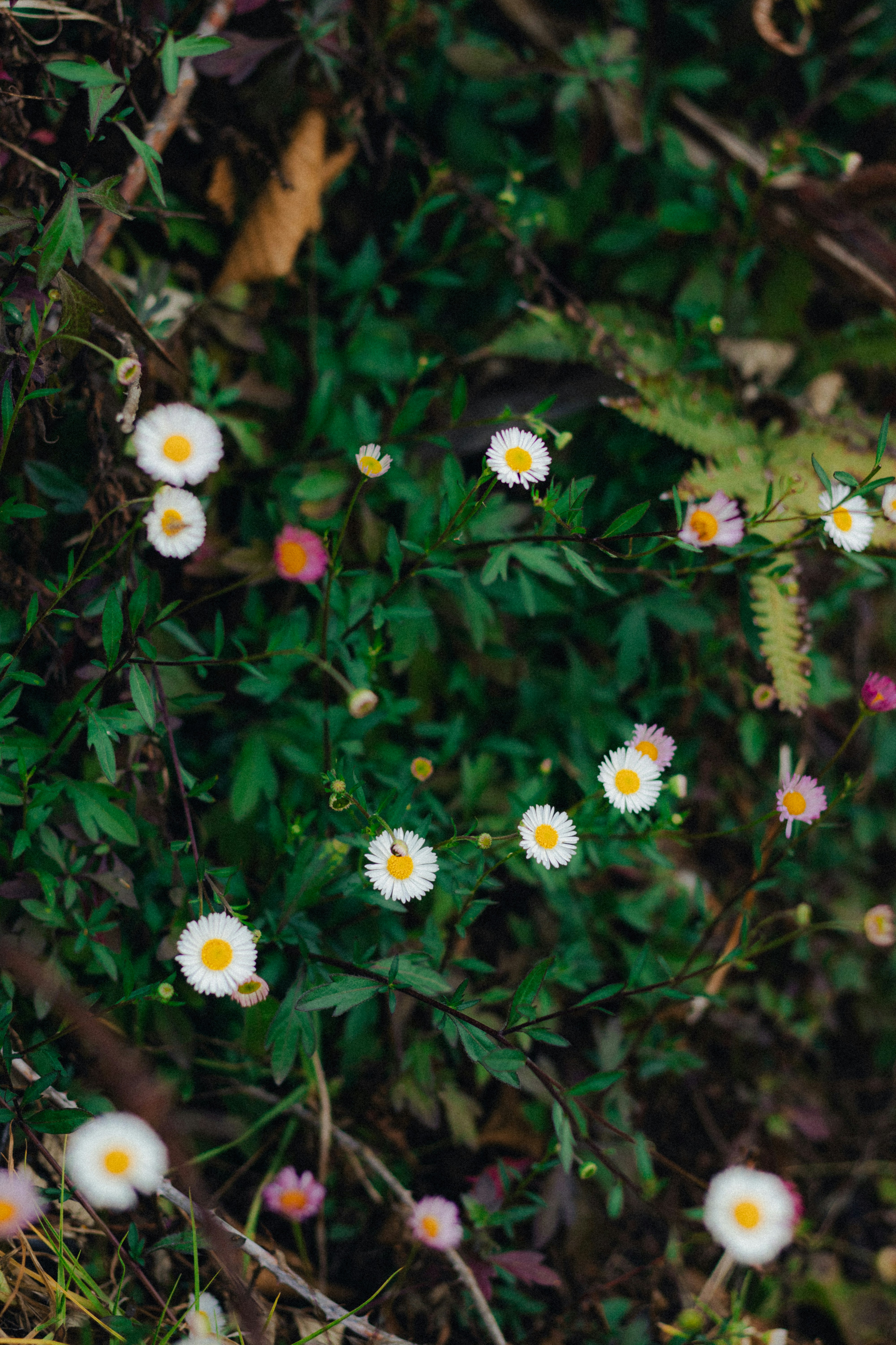 Small white daisies bloom amongst green foliage.