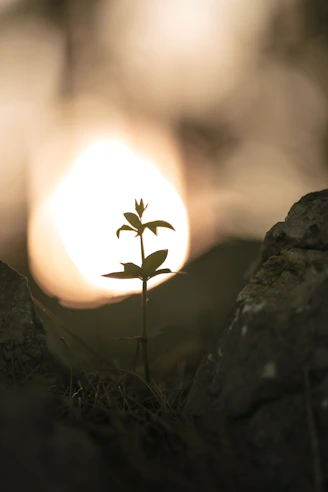 A small plant sprouts between rocks at sunset.
