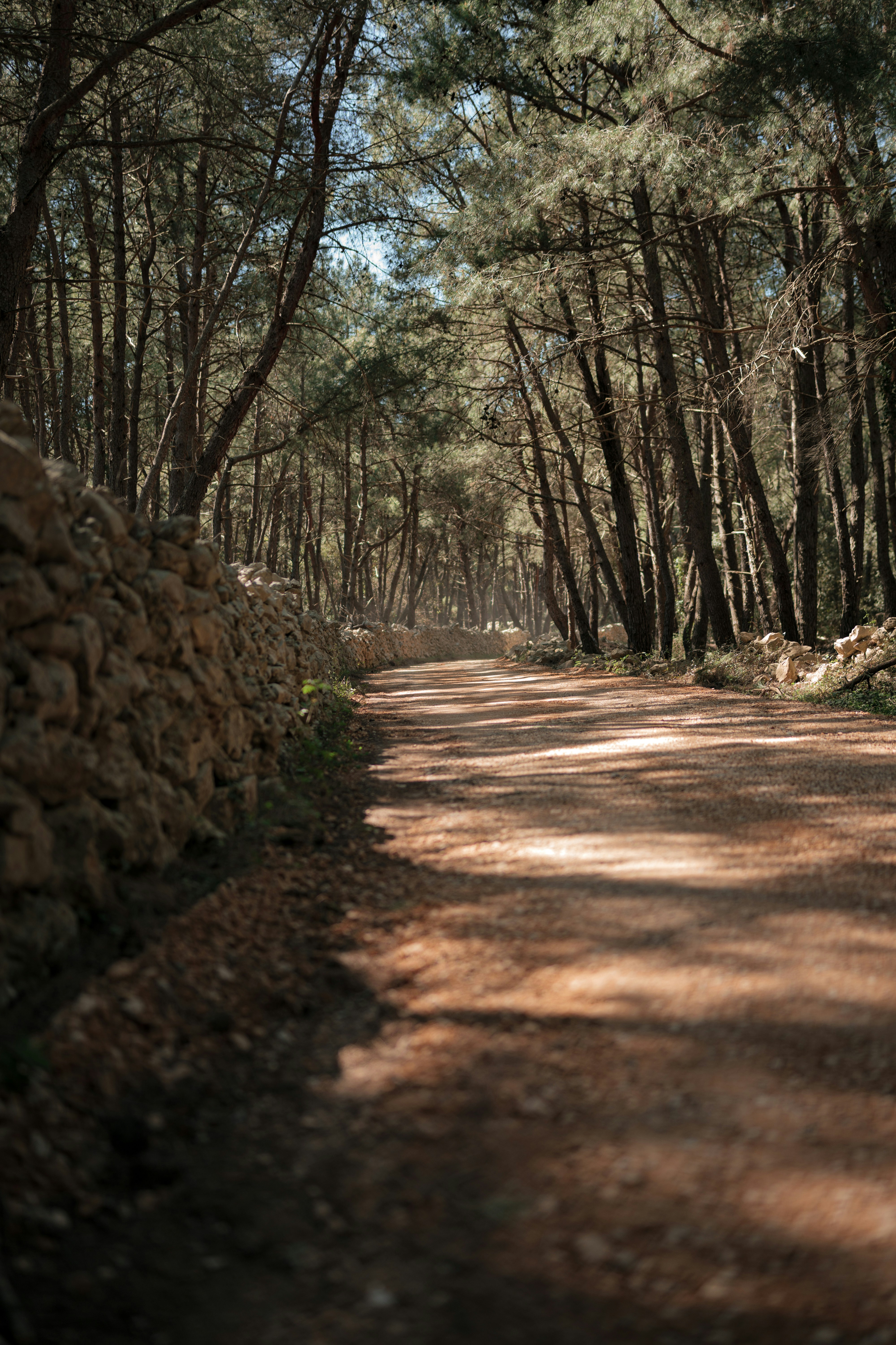 forest trail sunlight, wallpaper, Flow State Hiking: Finding Your Rhythm on the Trail 6