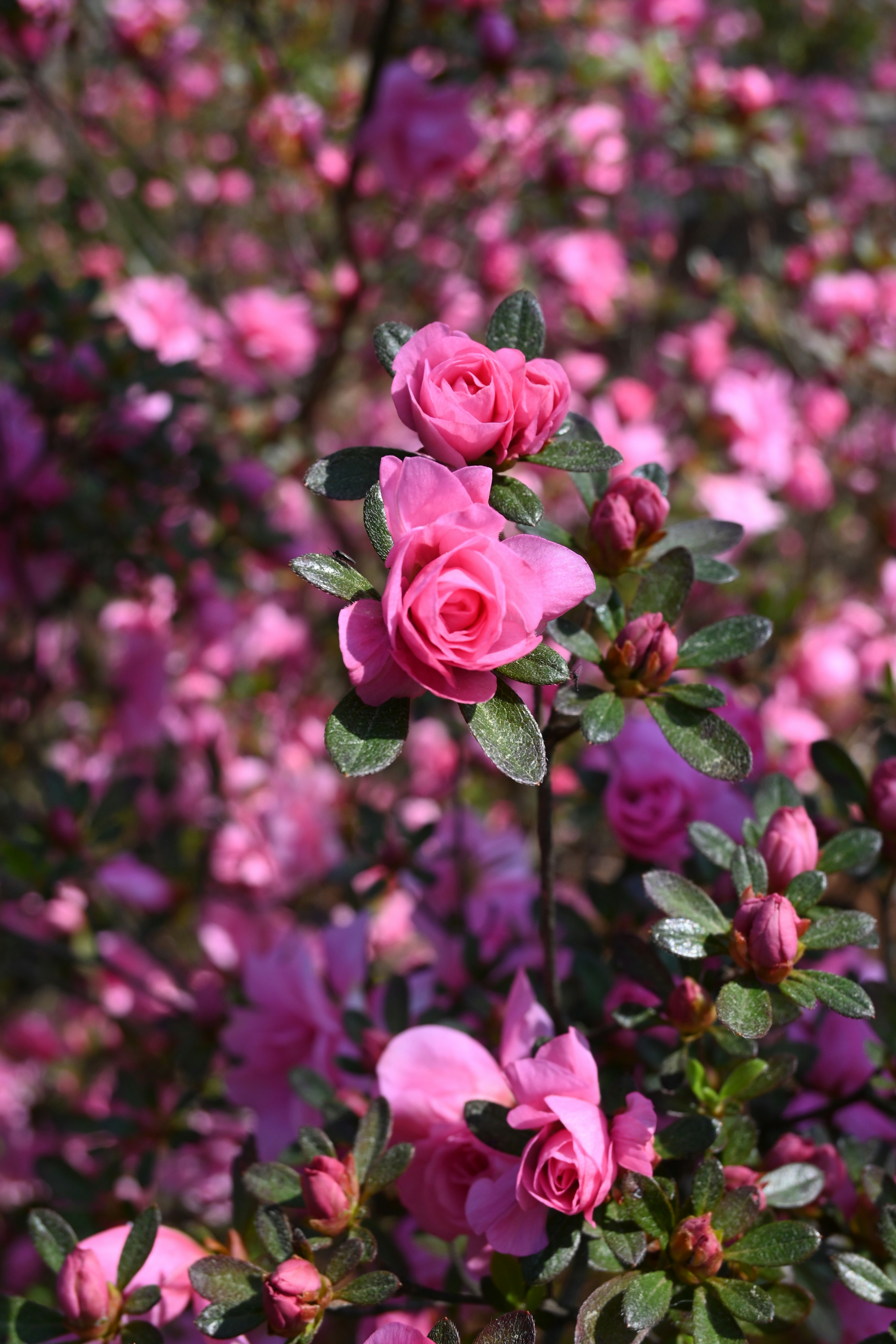 Pink azalea flowers blooming on a bush.