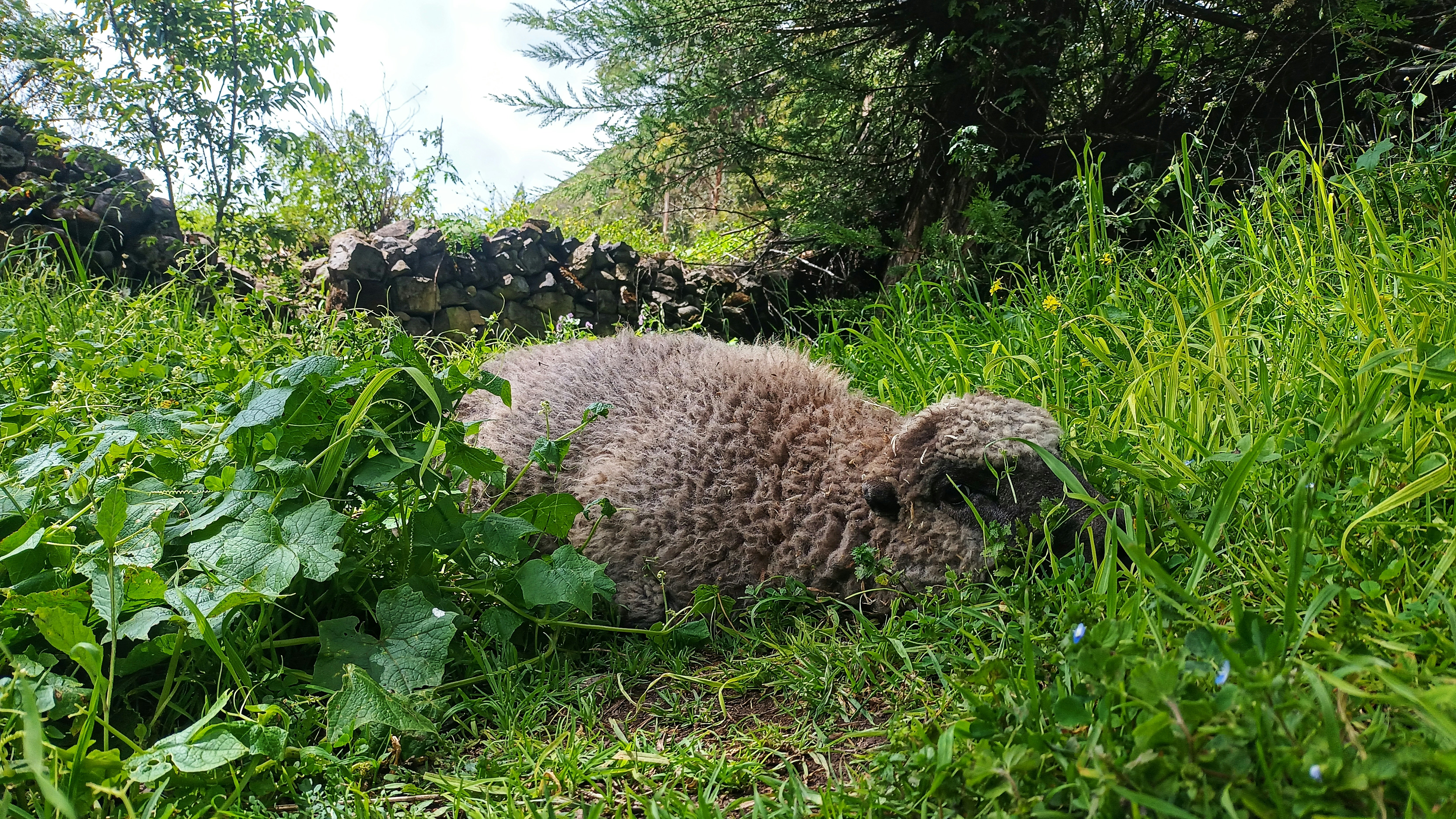 Ein flauschiges Lamm ruht im grünen Gras.
