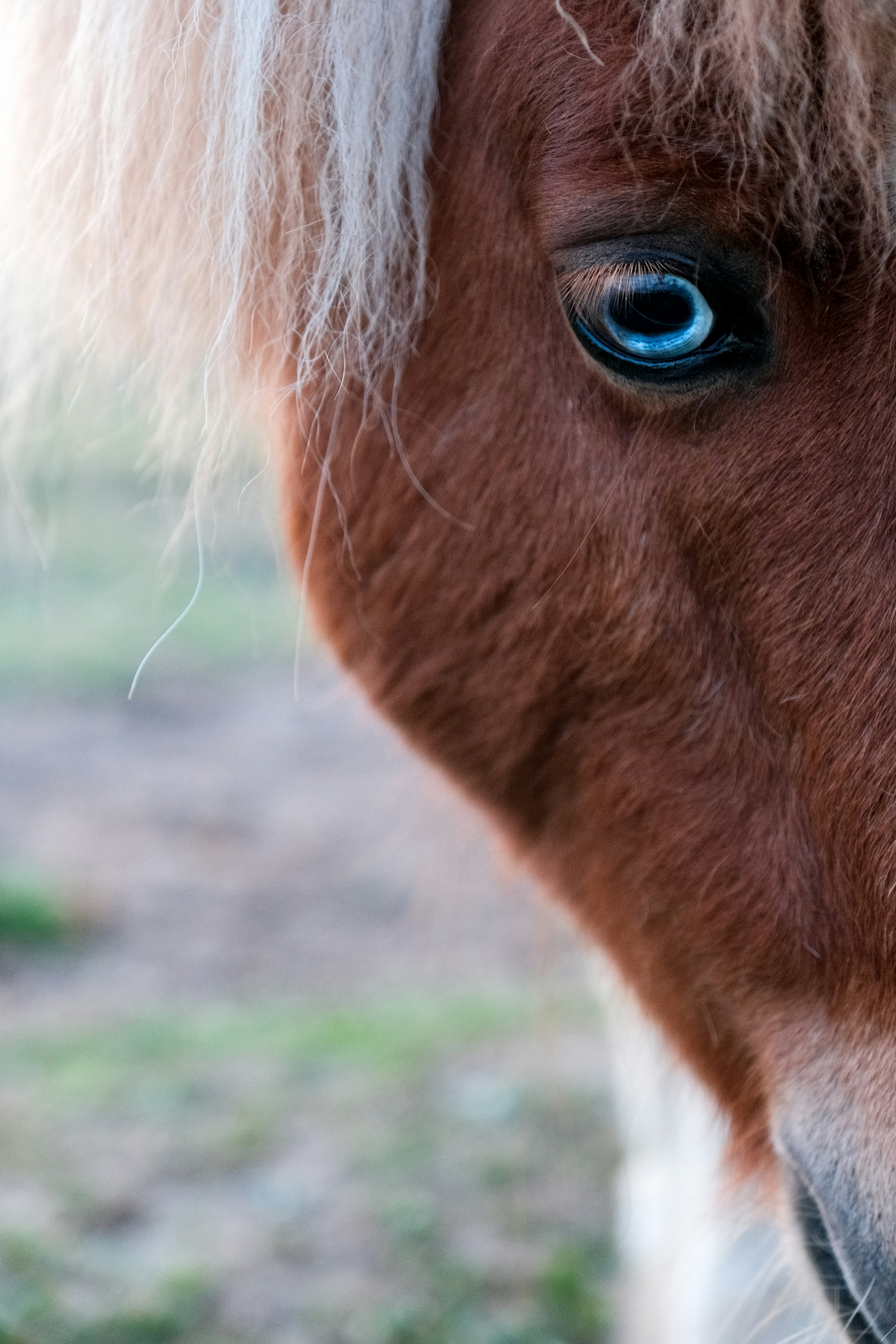 Close-up of a brown horse's blue eye