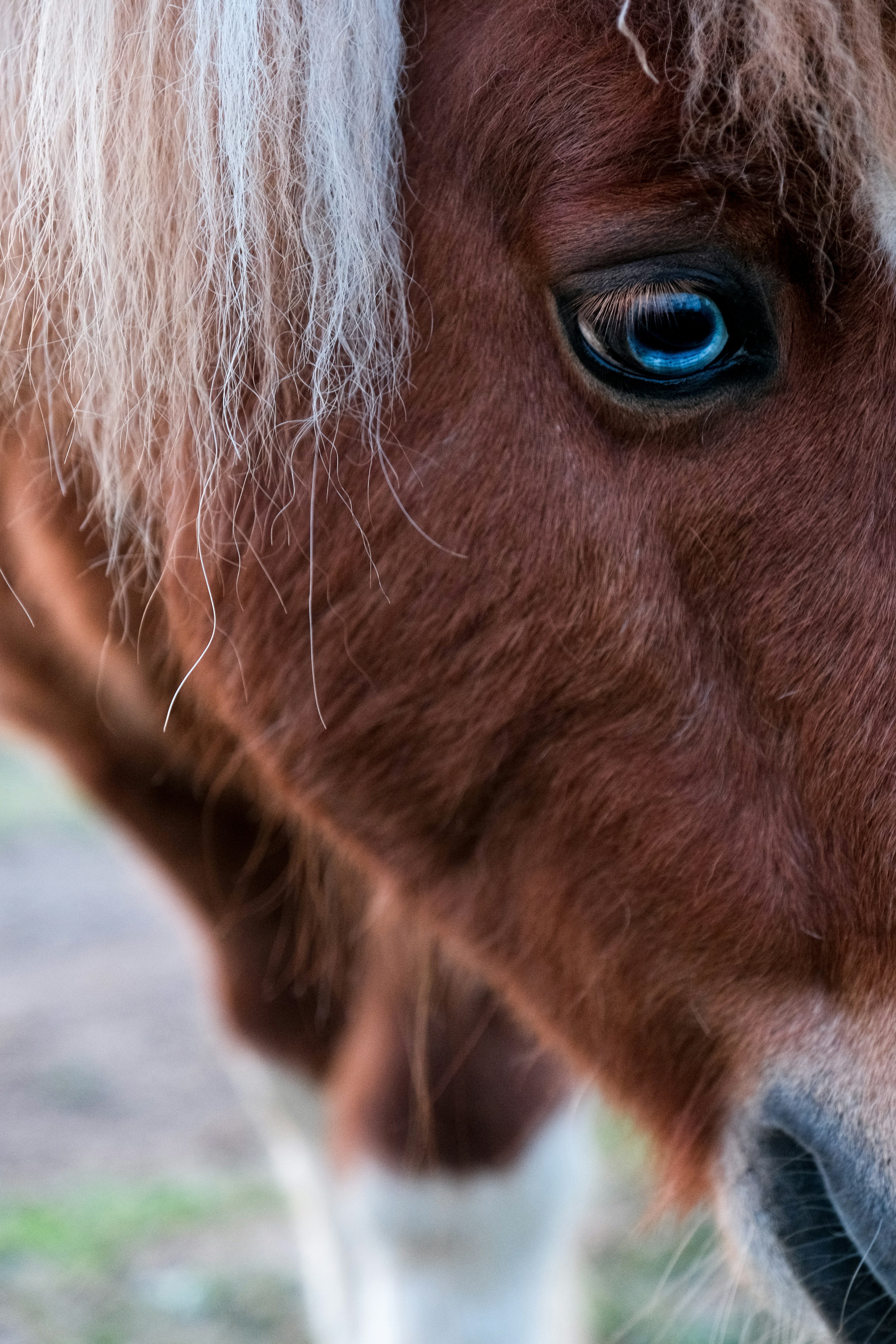 Close up of a brown horse with striking blue eye