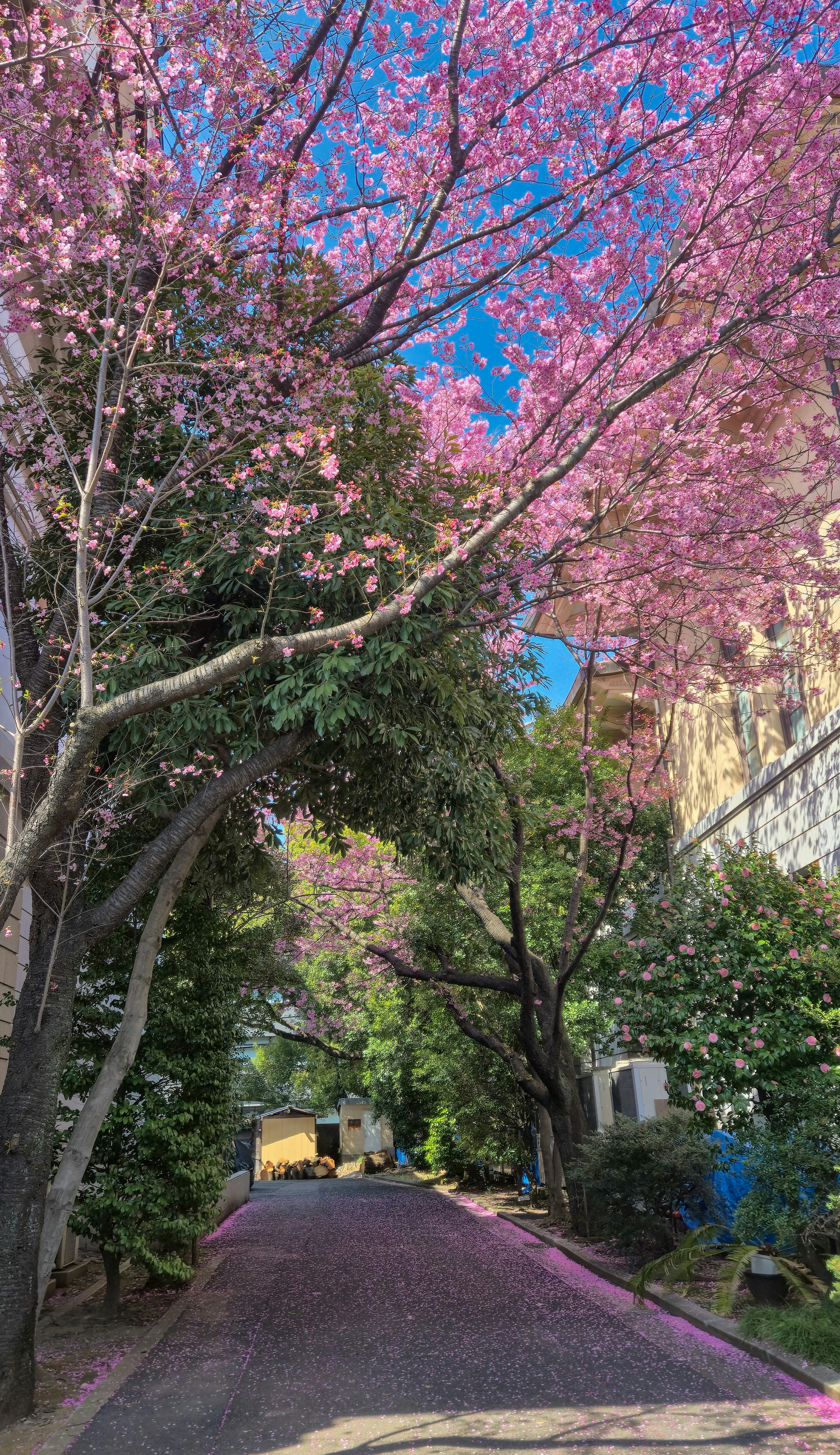 Pink cherry blossoms arch over a path with fallen petals.