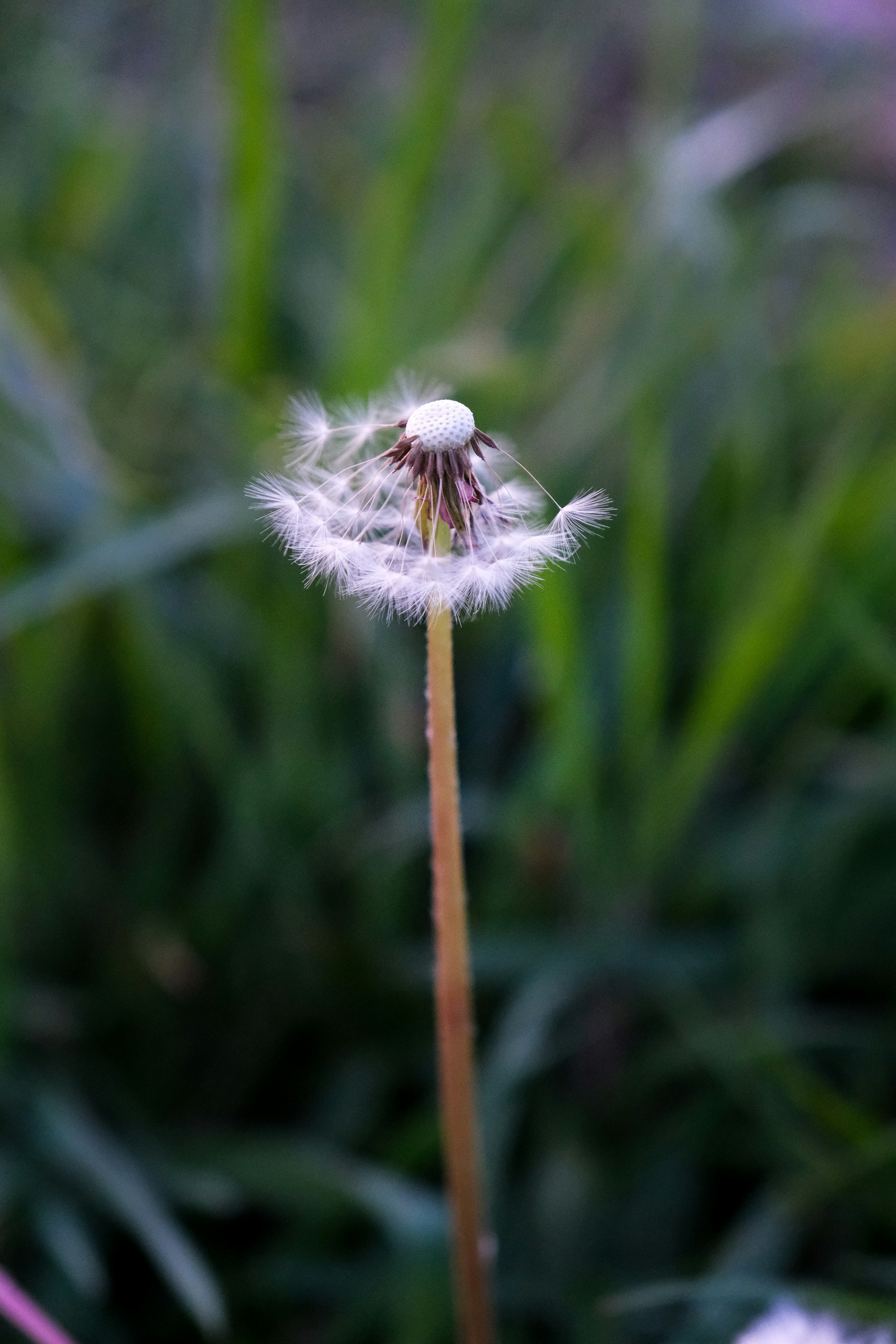 A close-up of a dandelion seed head against green grass