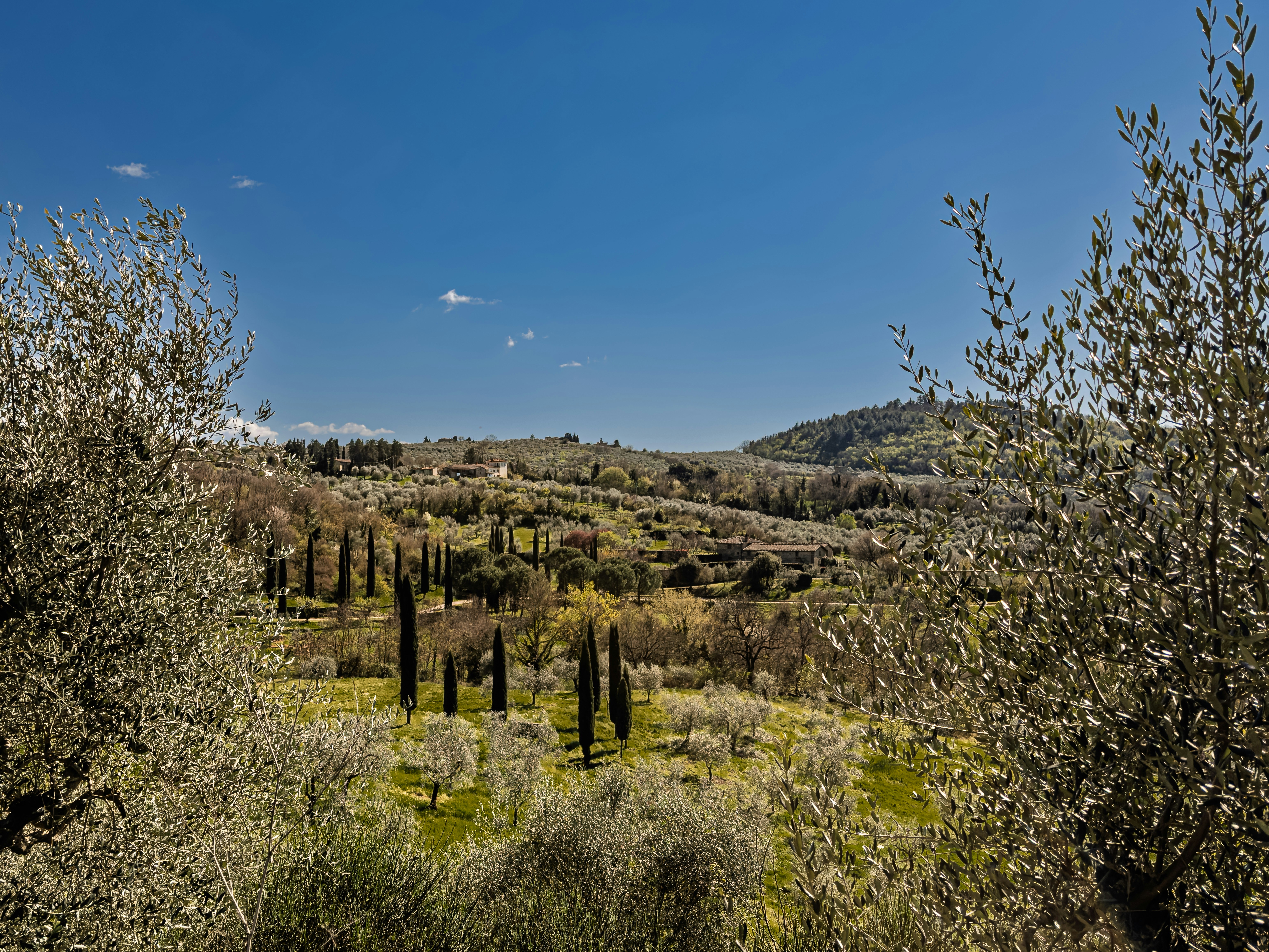 Rolling hills with cypress trees and olive groves