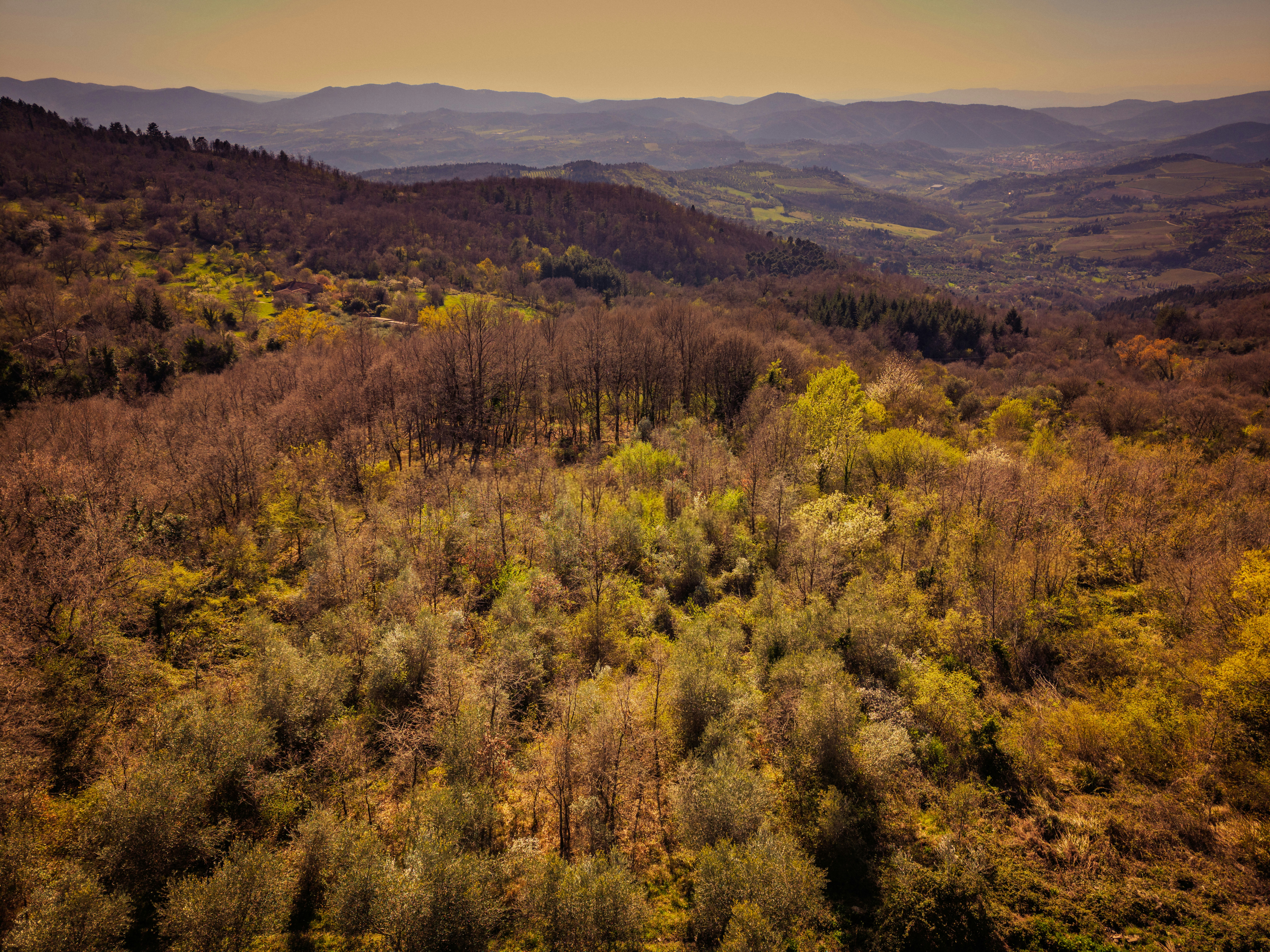 Rolling hills covered in trees under a clear sky