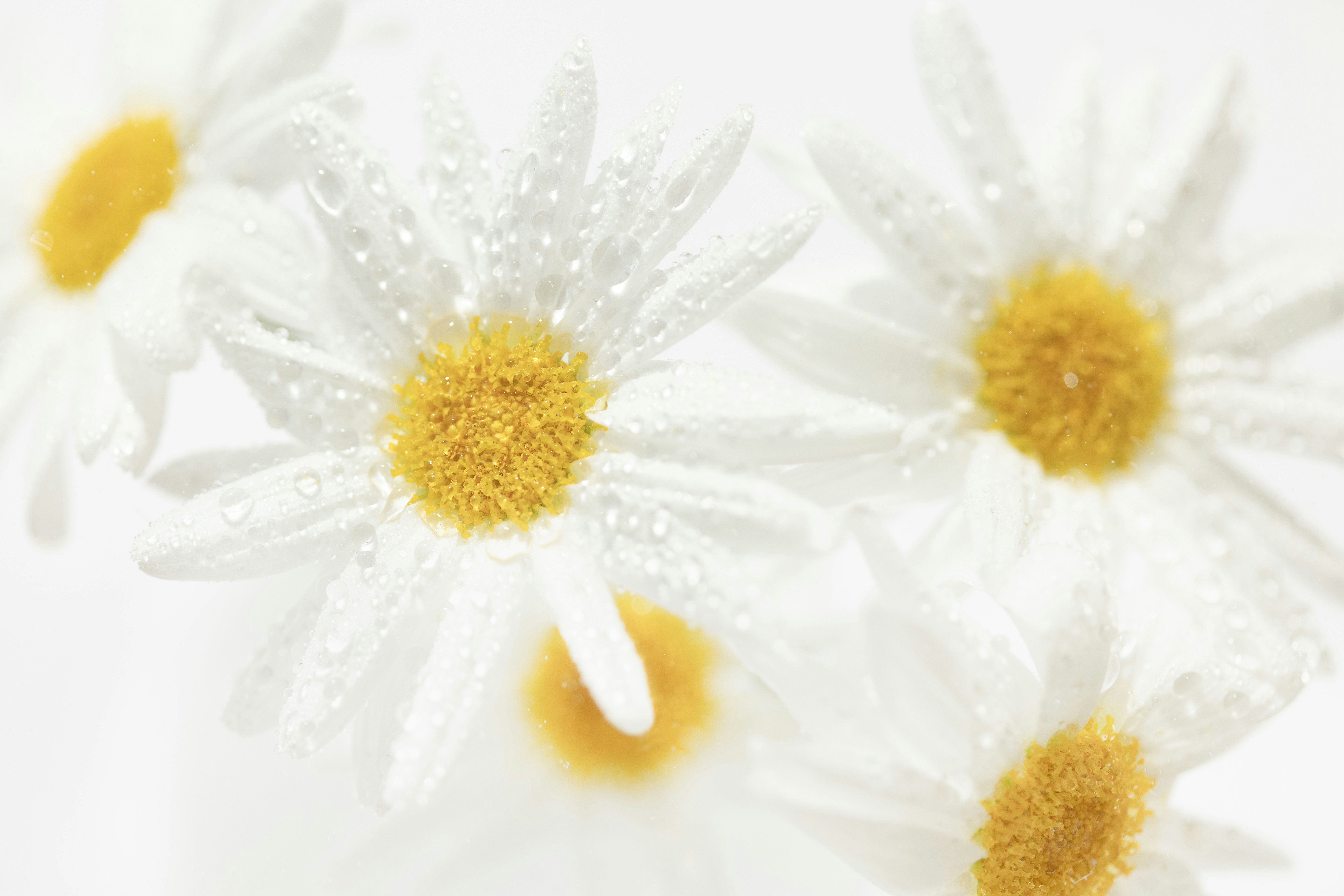 White daisies with water droplets on white background