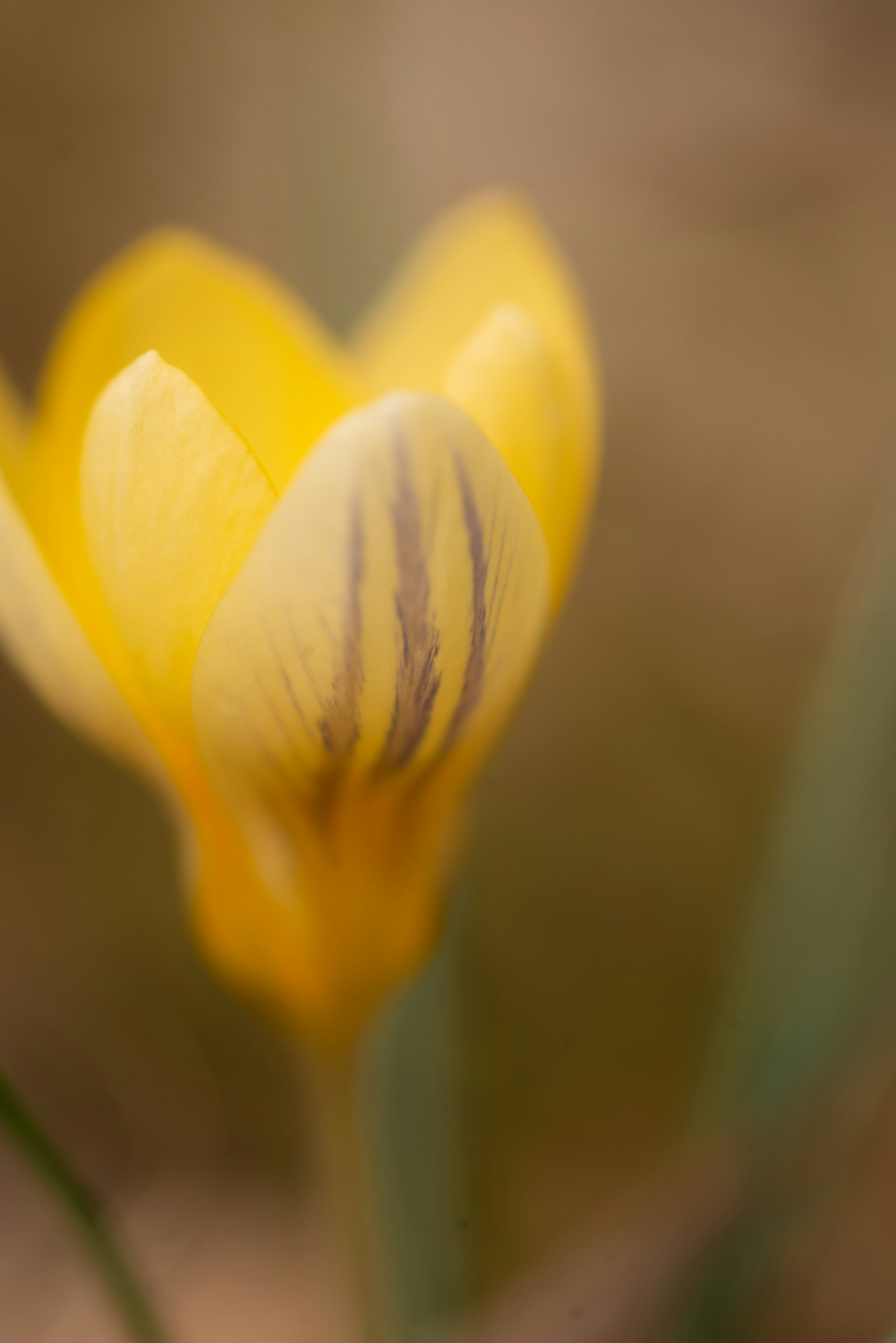 A yellow crocus flower with brown stripes.