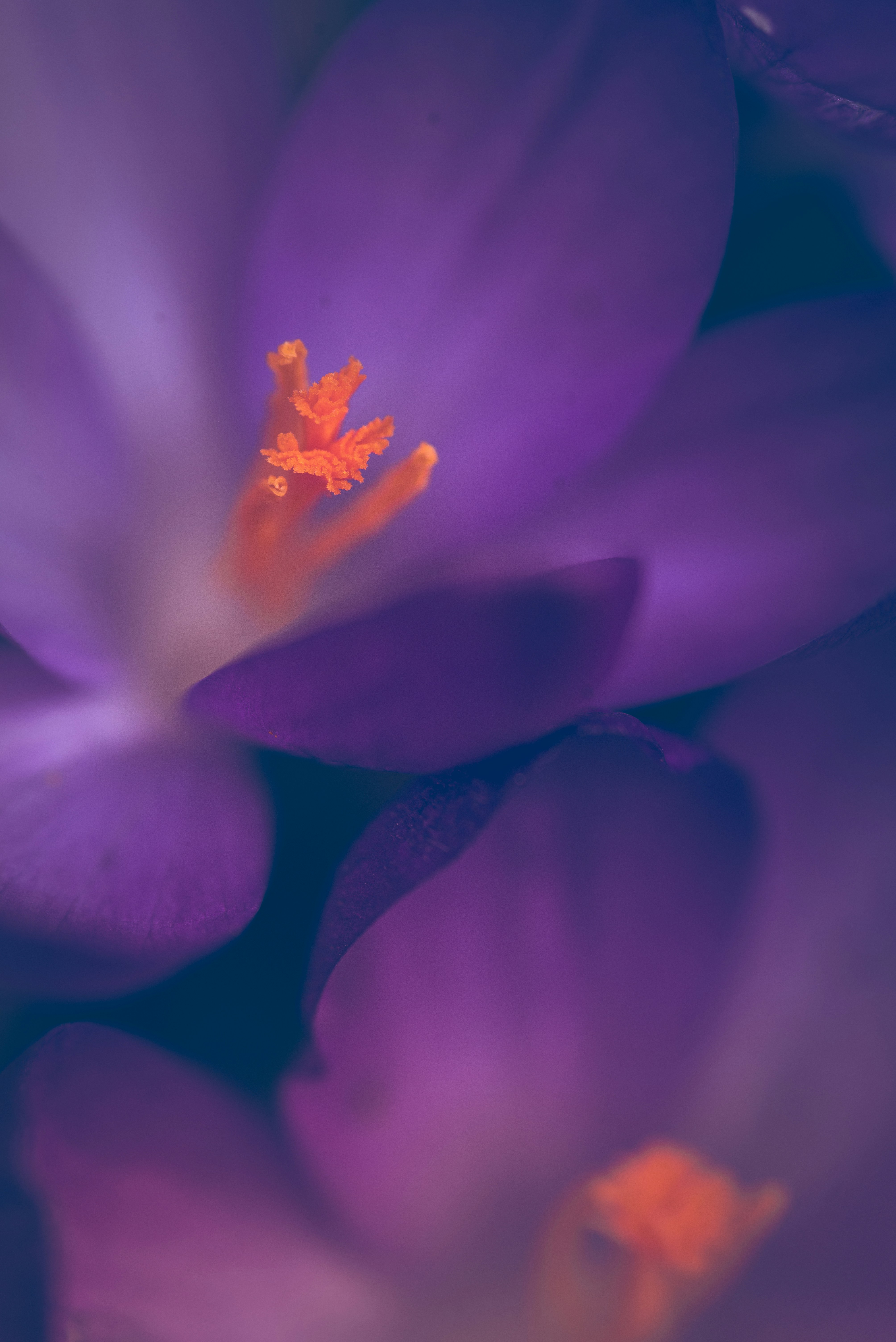 Close-up of vibrant purple crocus flowers with orange stamens