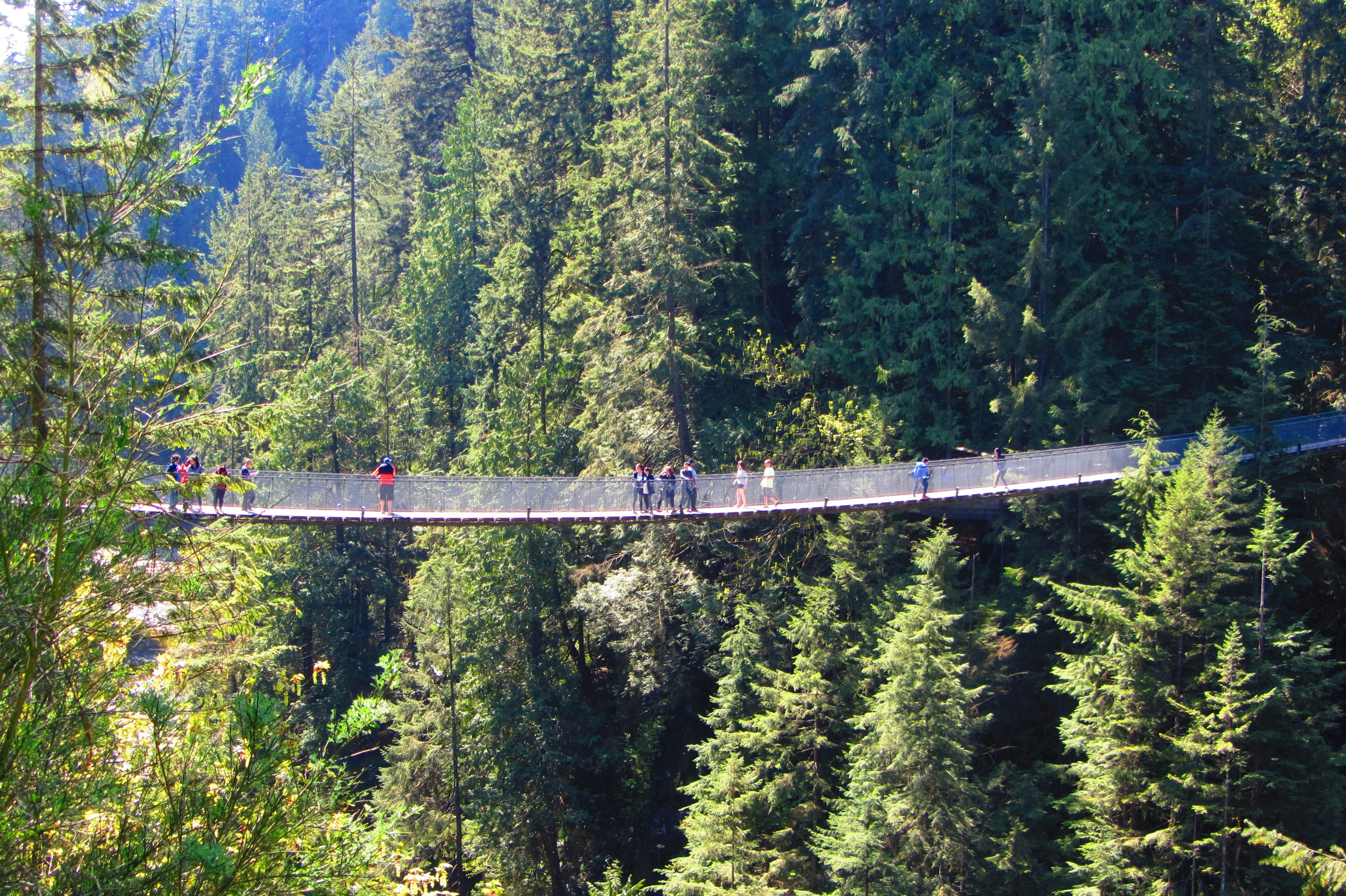 People walk across a suspension bridge in a lush forest