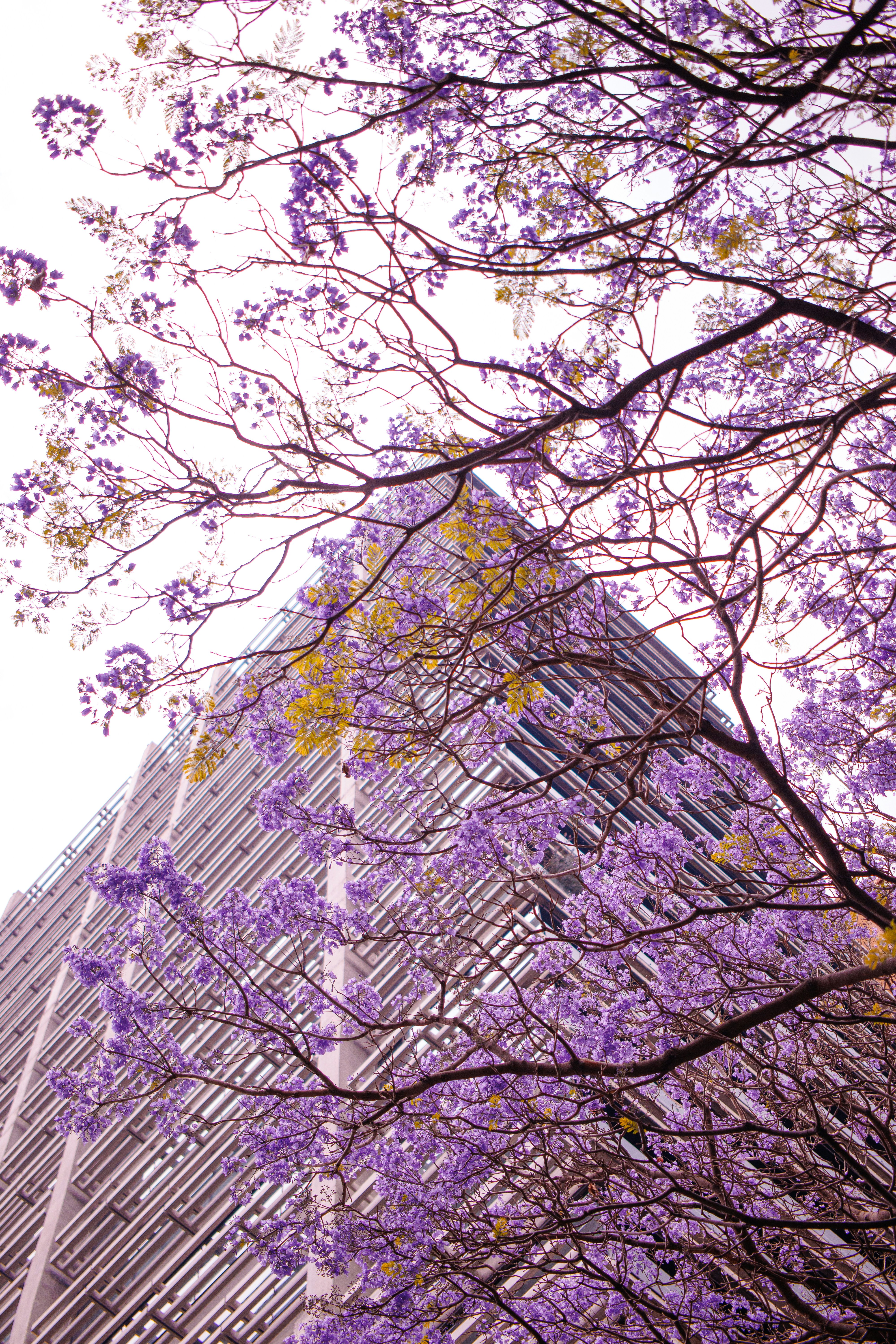 Bunga jacaranda ungu mekar di dekat bangunan modern.