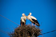Two storks perched in a nest on a clear day.