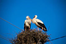 Two storks perched in a nest on a clear day.