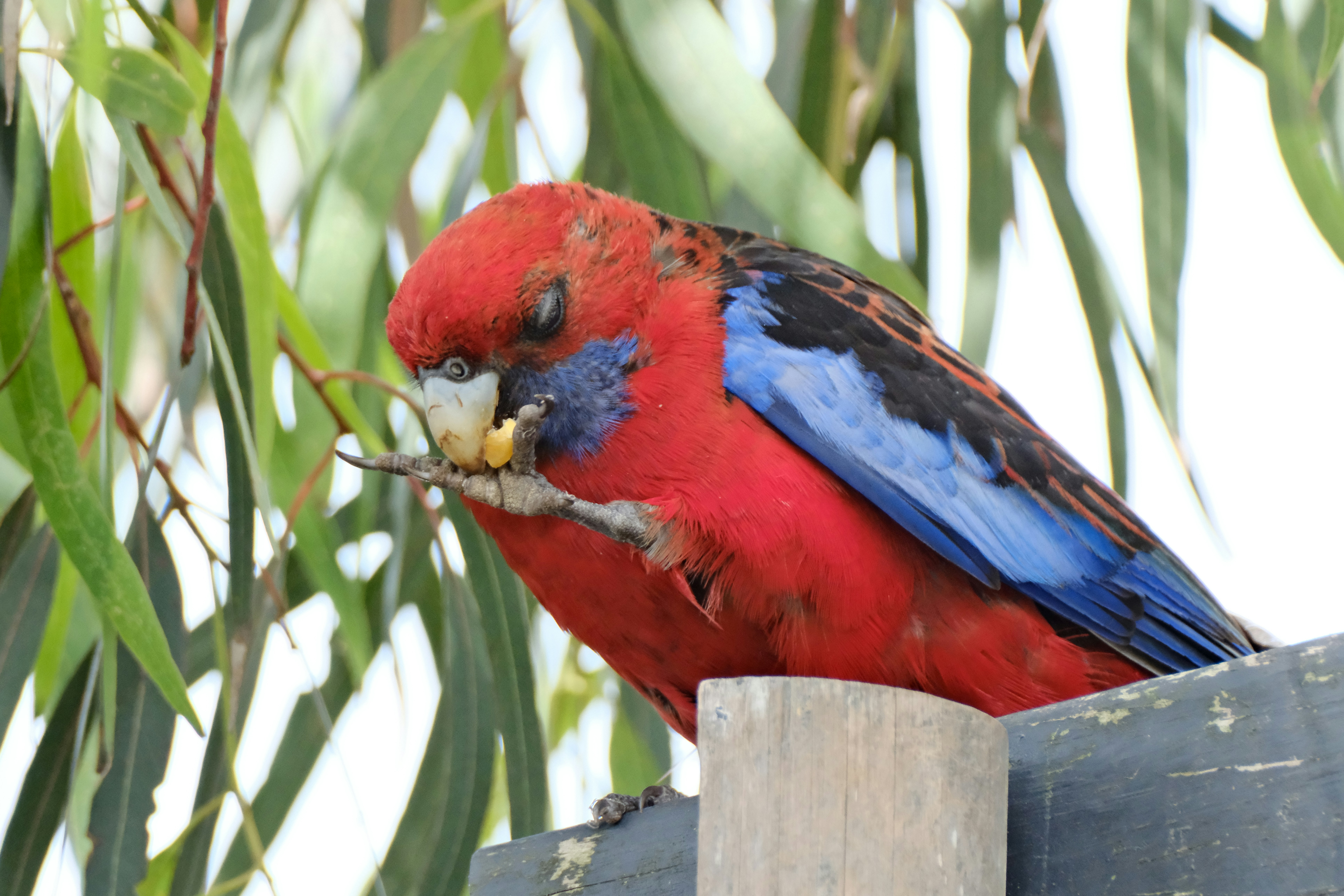 A red and blue parrot eating on a perch.