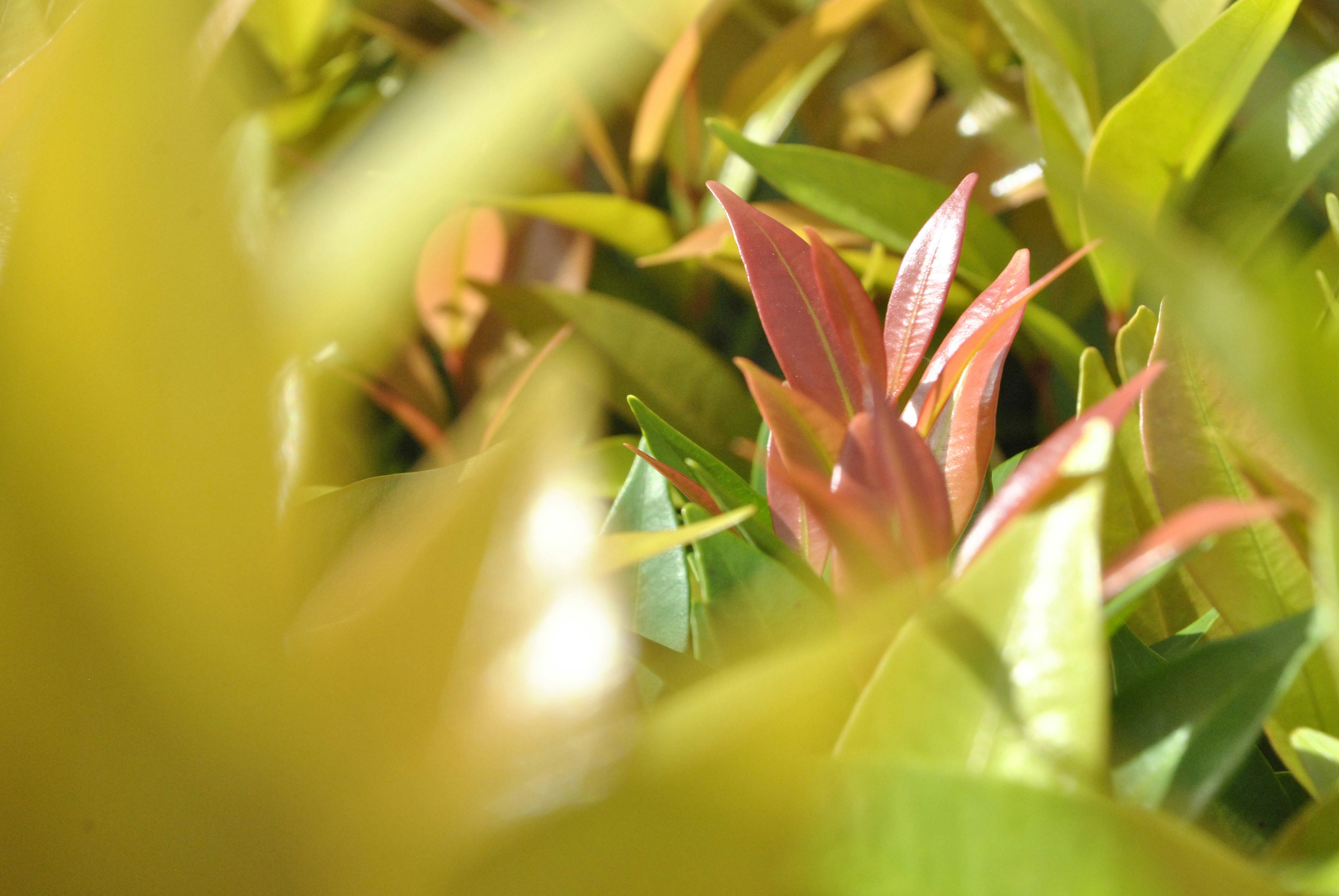 Close-up of new red and green leaves on a plant.