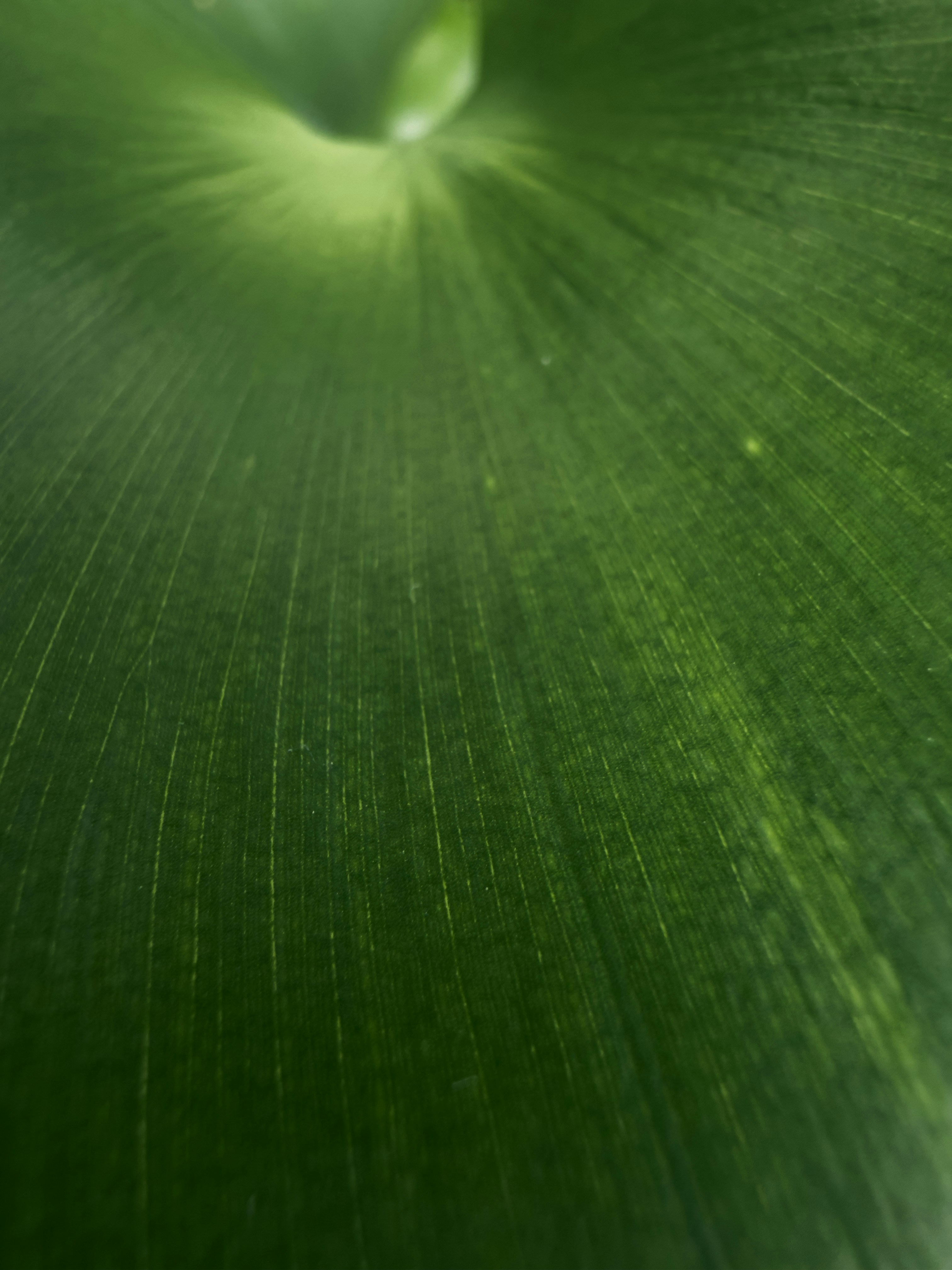 血管が見える鮮やかな緑の葉のクローズアップ。