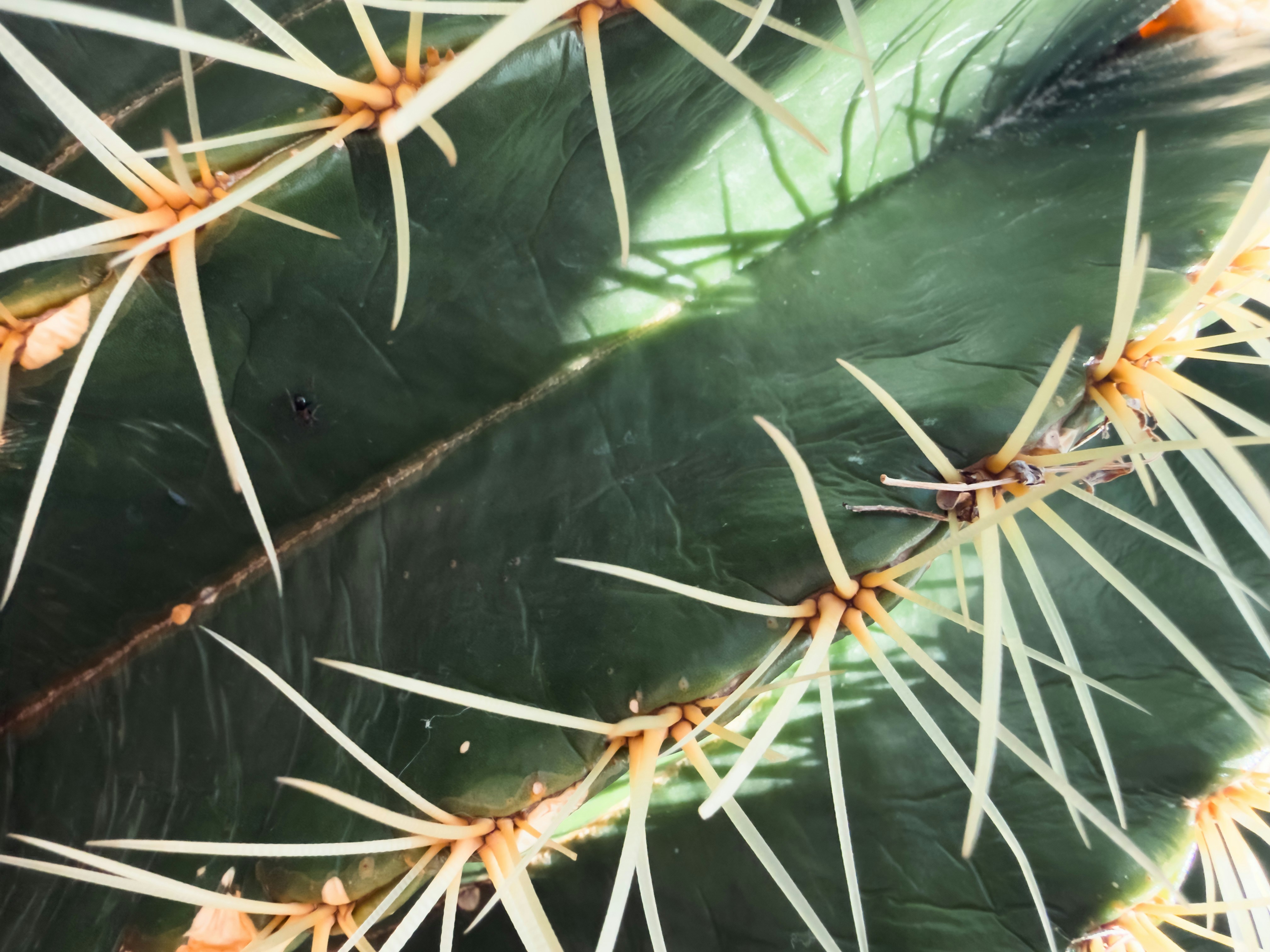 鋭い棘を持つ樽サボテンのクローズアップ。