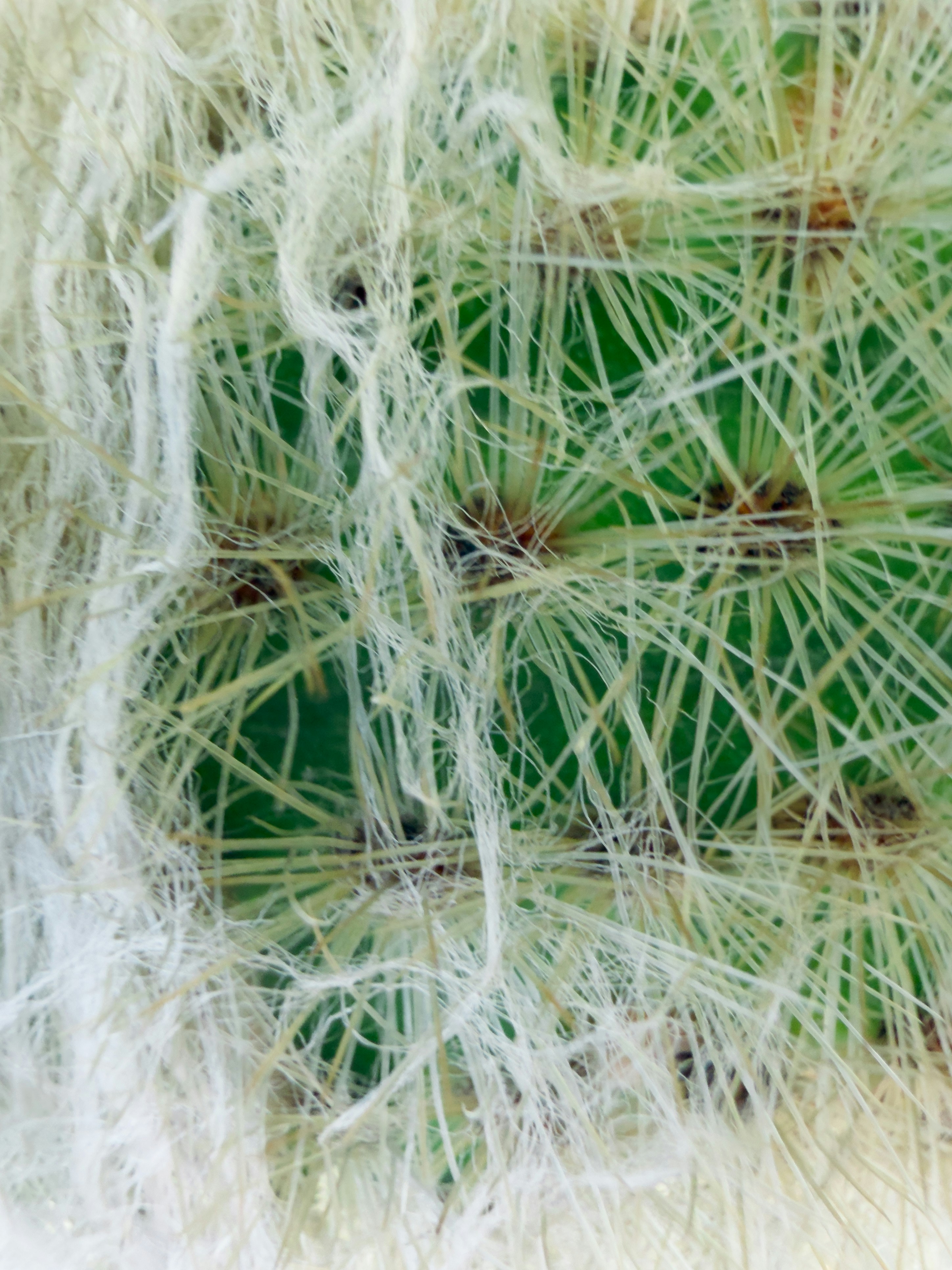 白い根と緑の体を持つサボテンのクローズアップ。