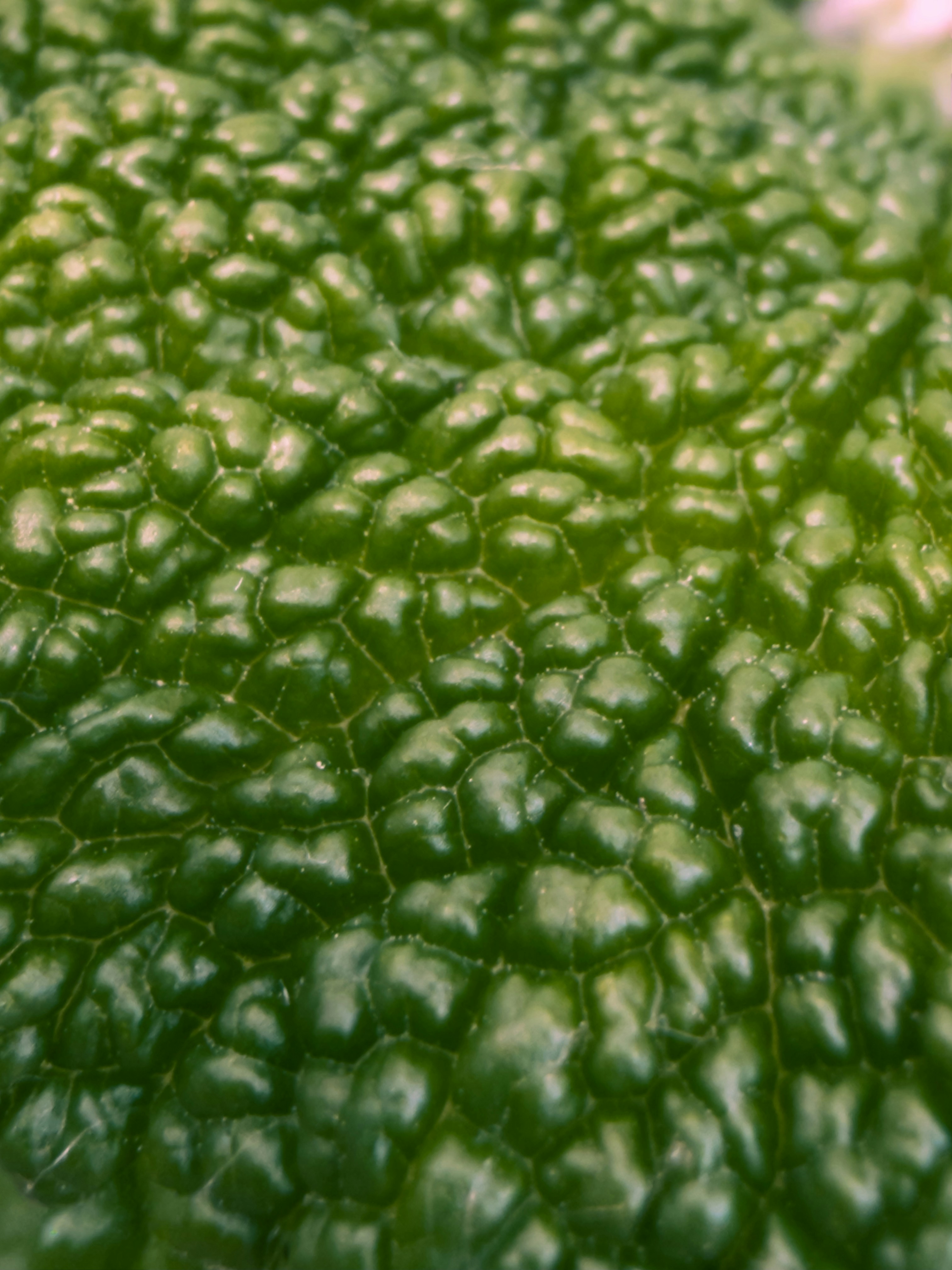 テクスチャーのある緑の葉の表面のクローズアップ