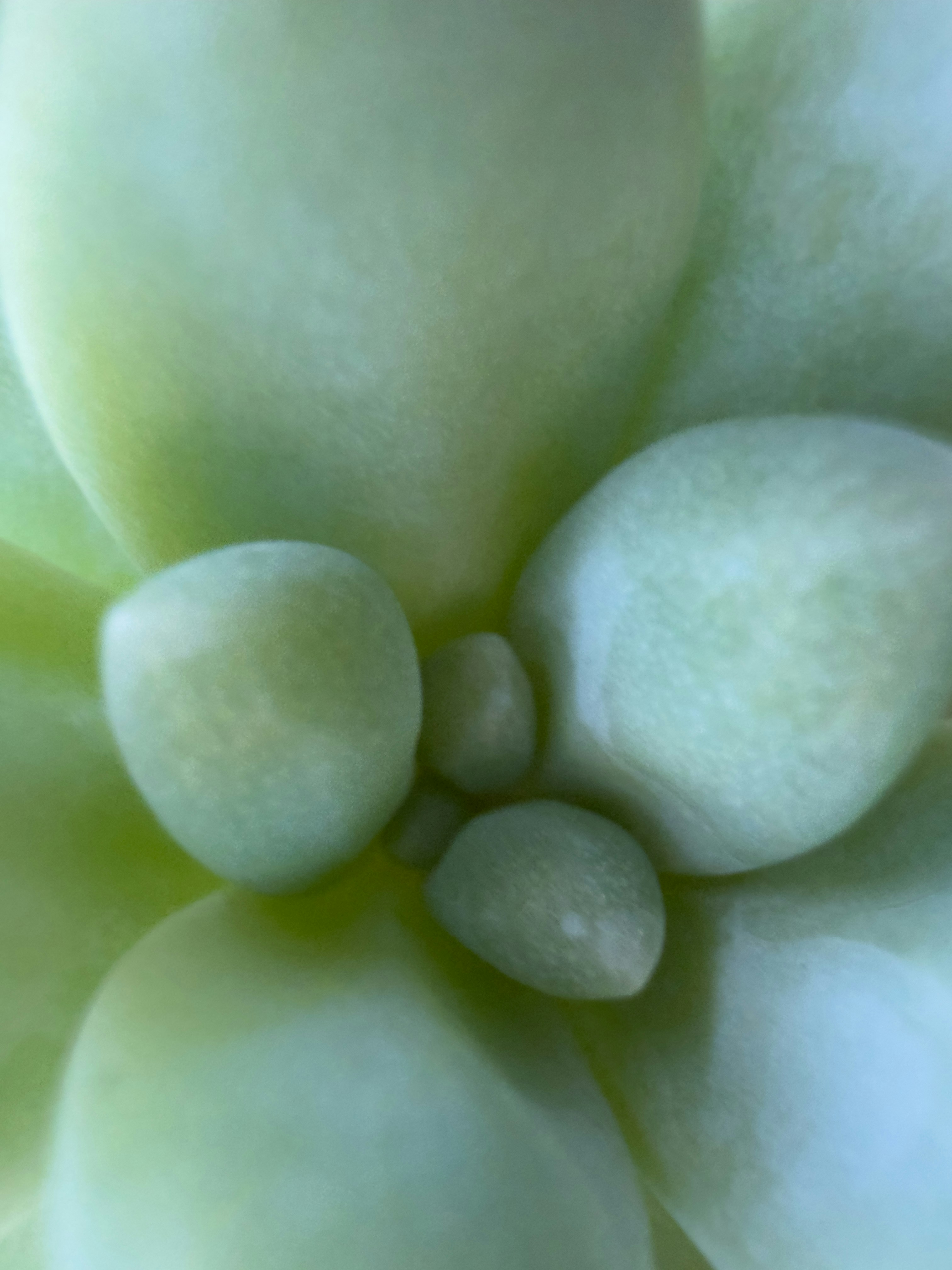 淡い緑色の多肉植物の葉のクローズアップ