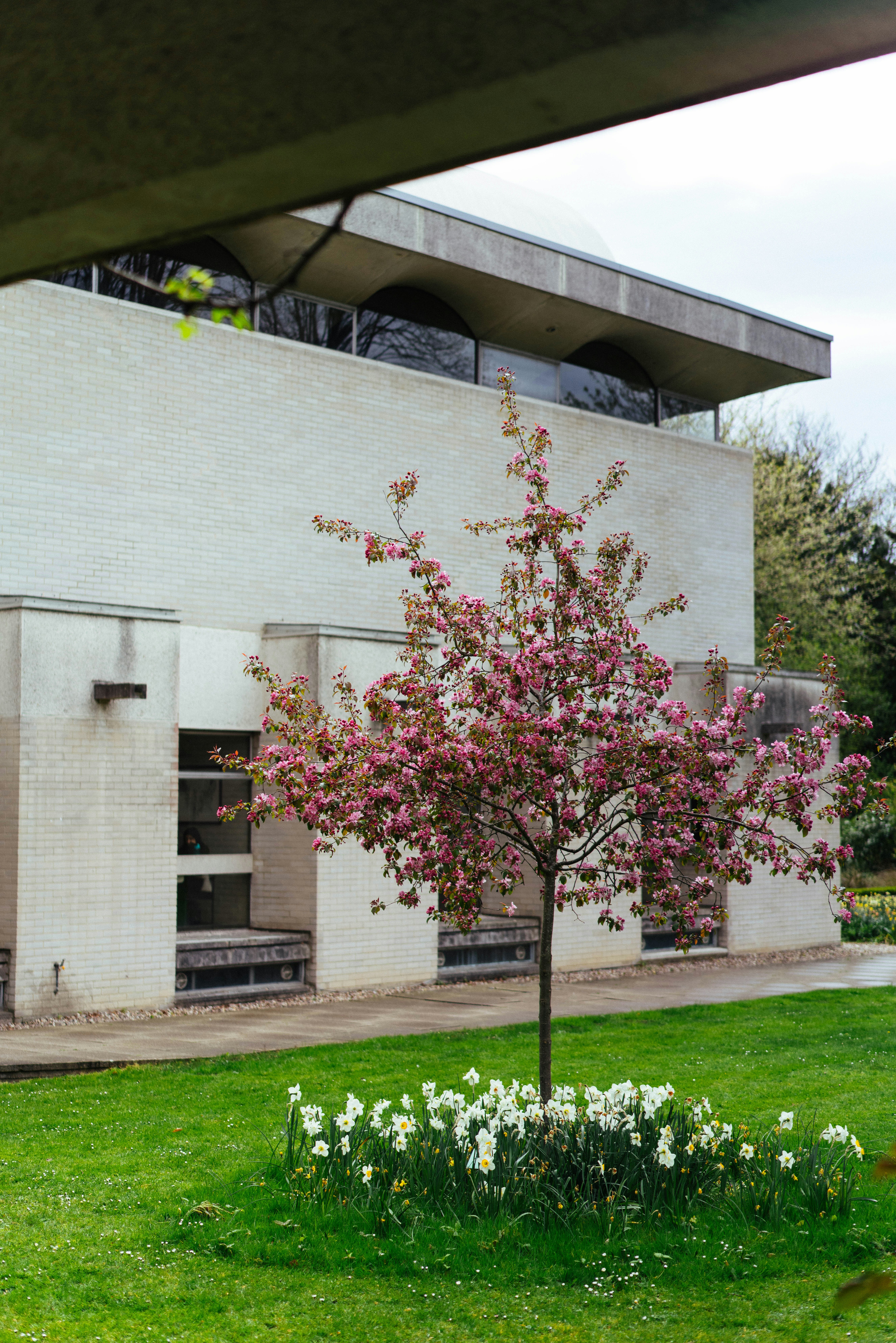 現代的な建物の前に咲き誇るピンクの木。