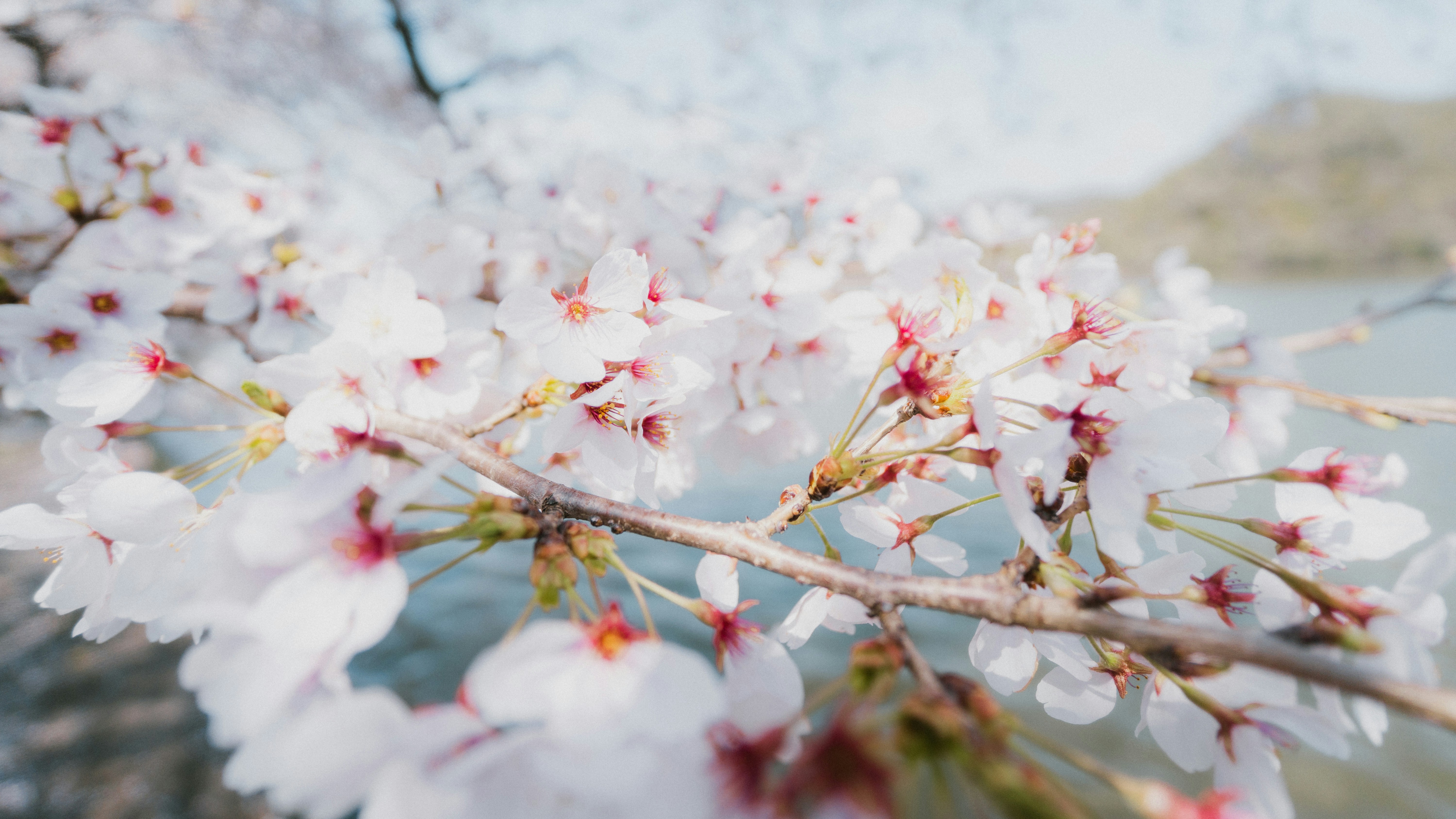 Delicate white cherry blossoms on a branch photo – Free Flower Image on ...