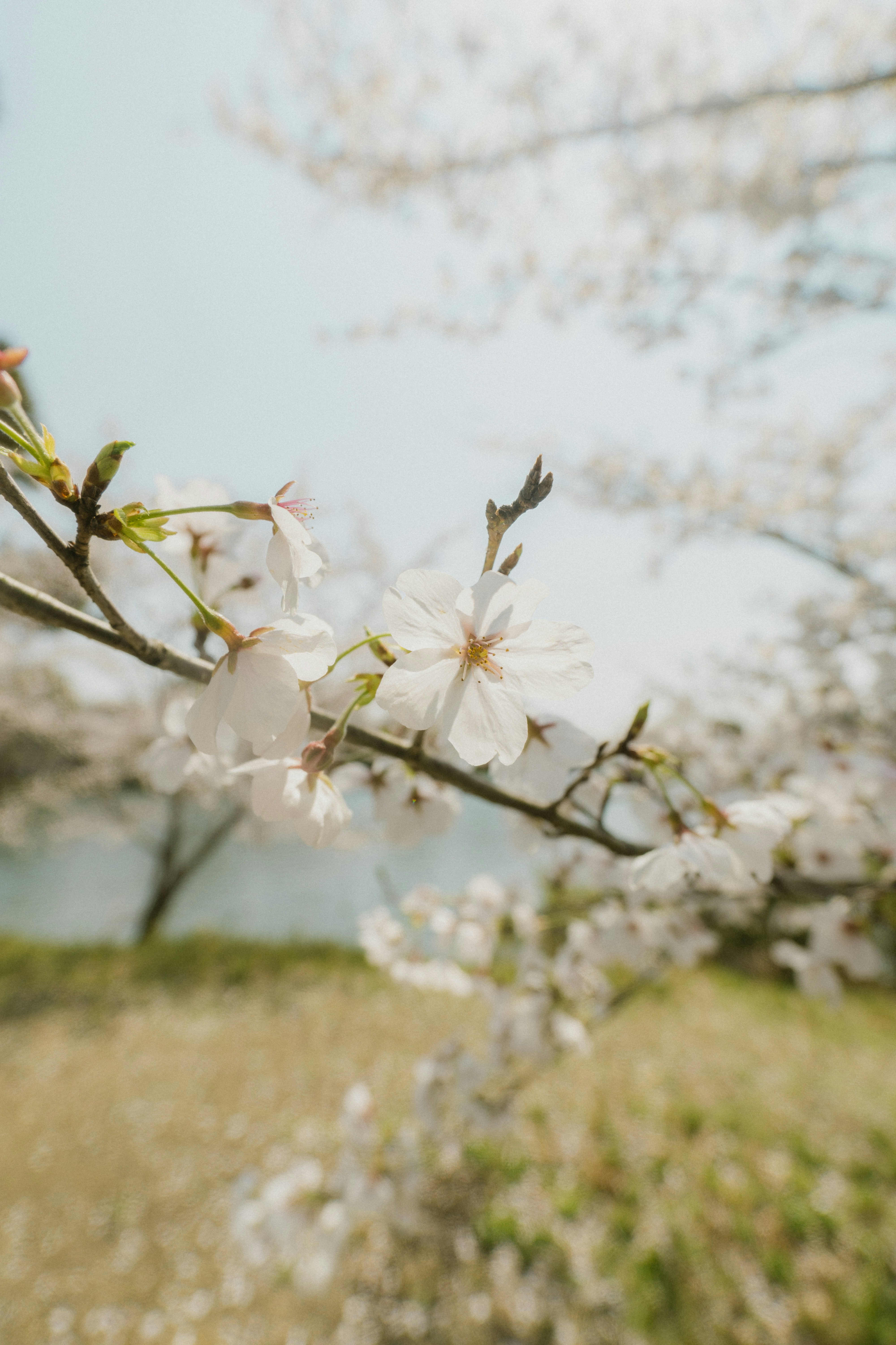 Photo by srtgraphy