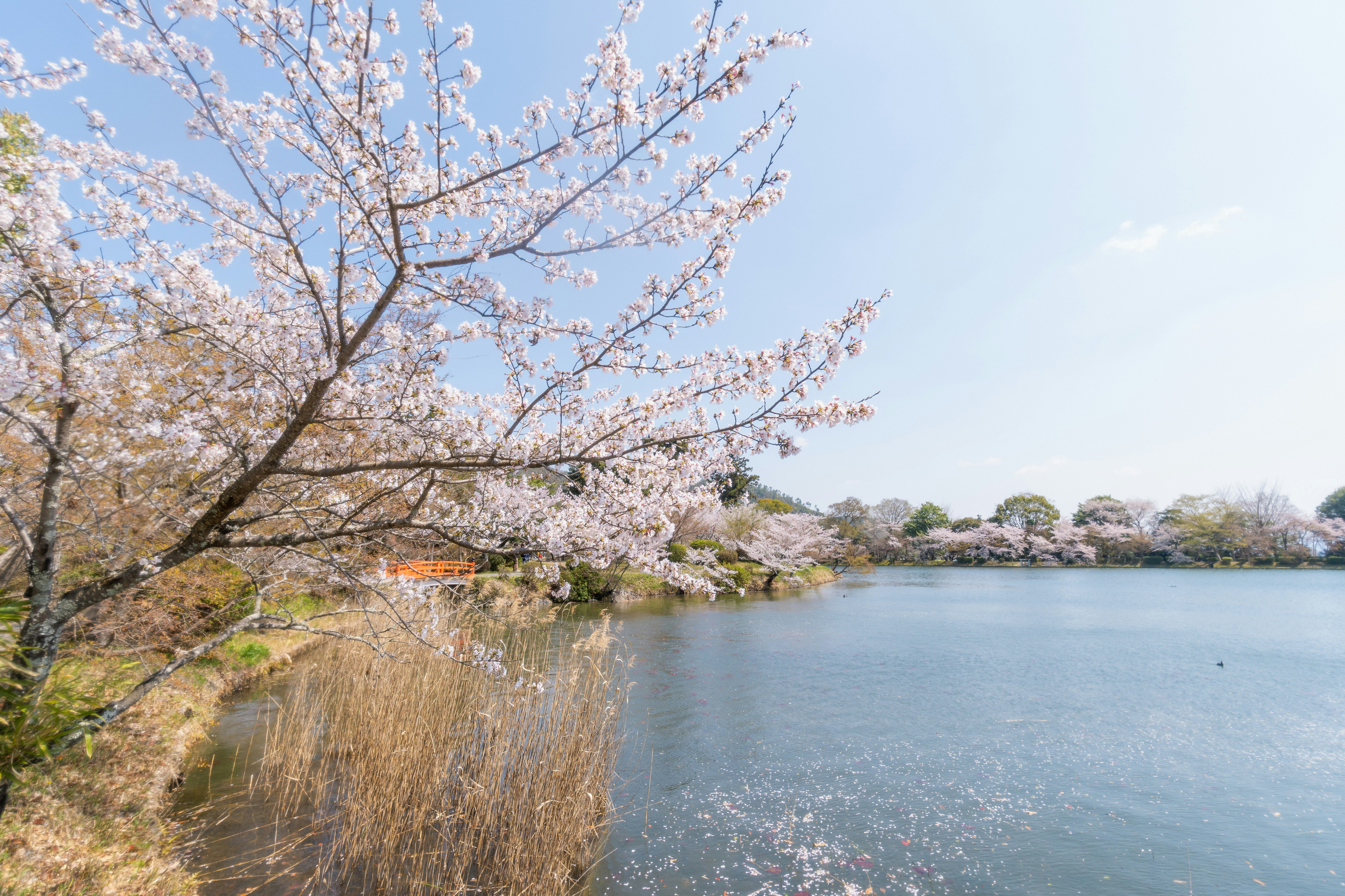 일본 벚꽃 여행