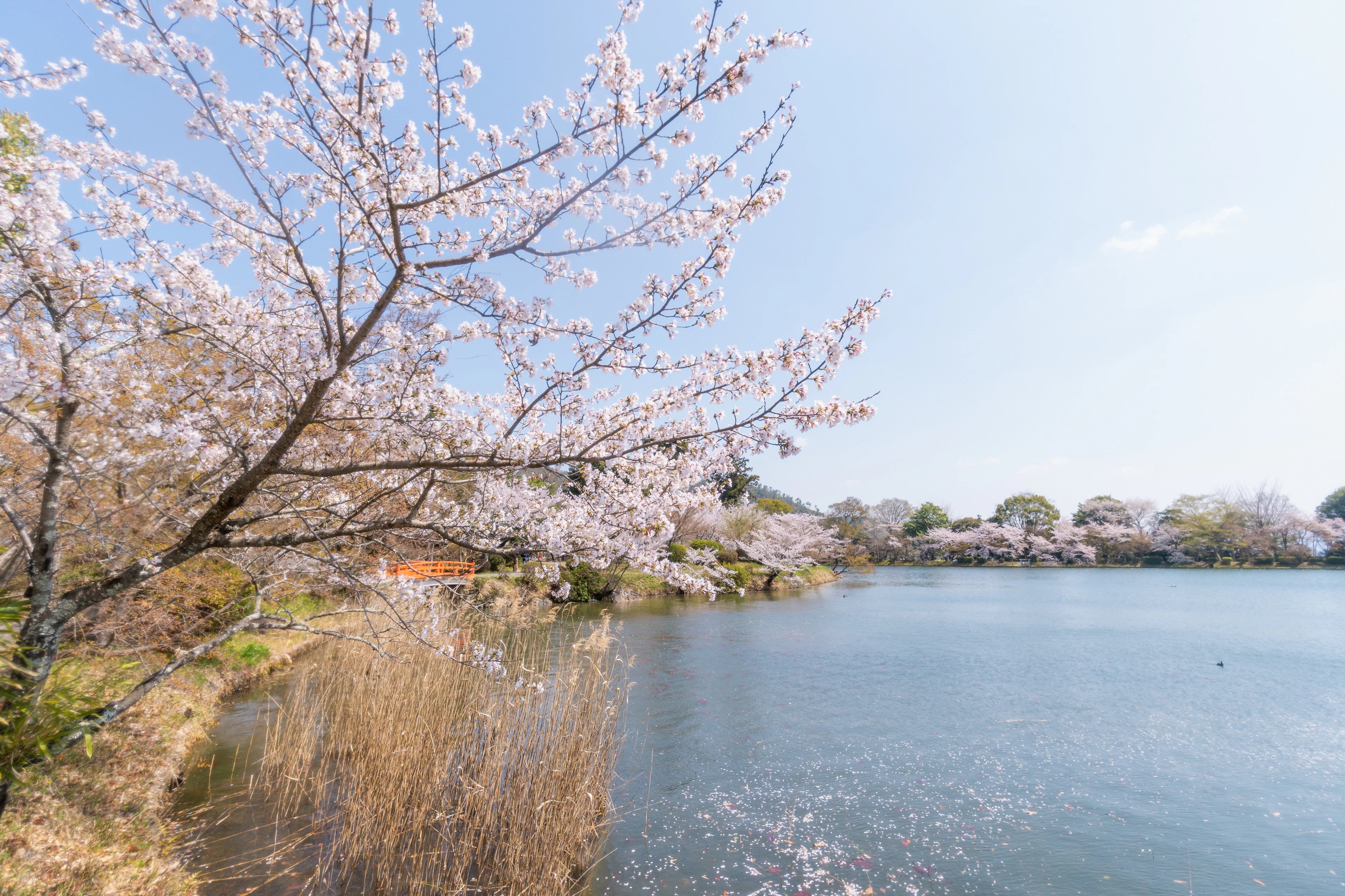 Cherry blossoms over a pond in Kyoto