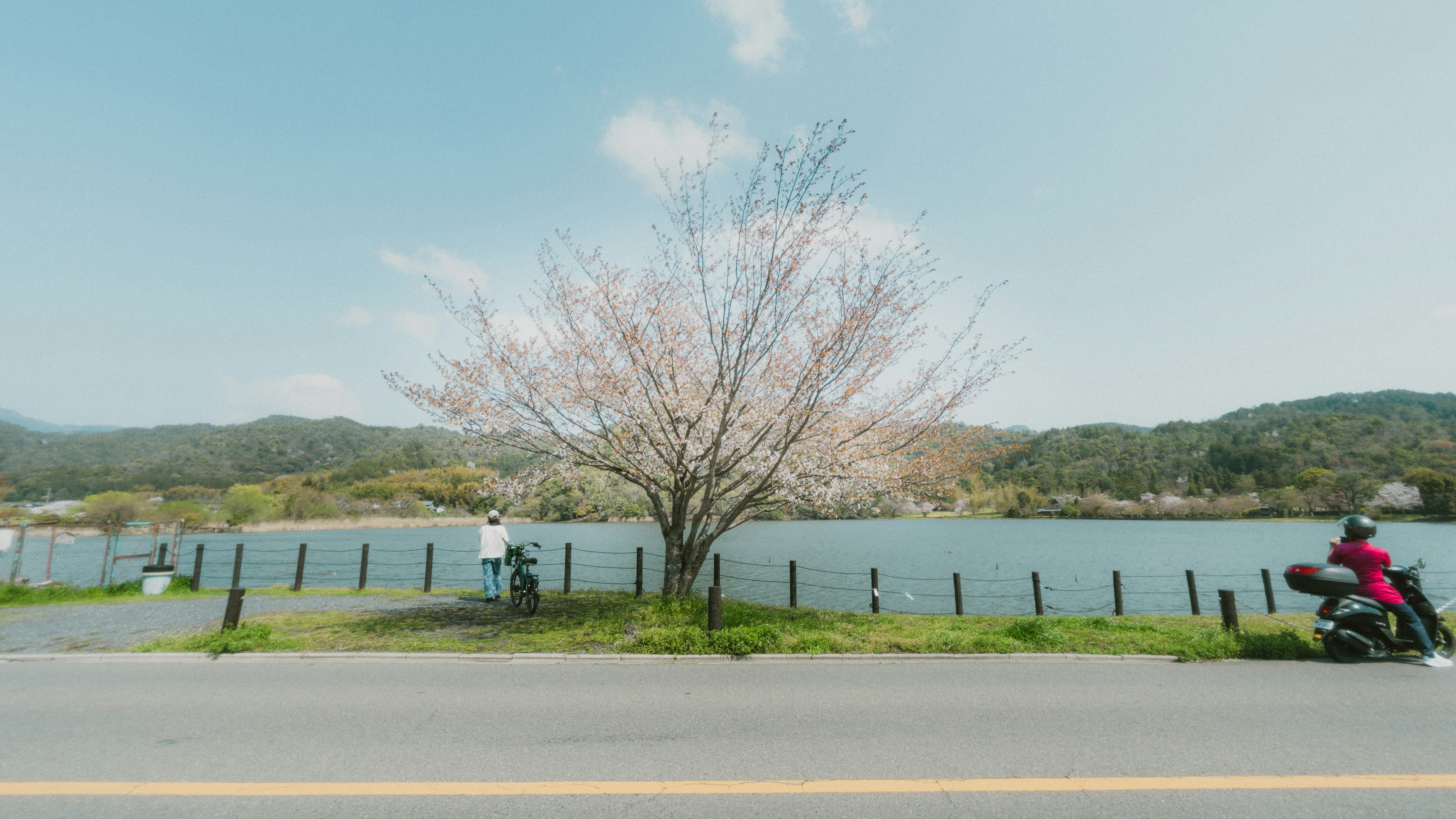 A lone cherry blossom tree by a calm lake