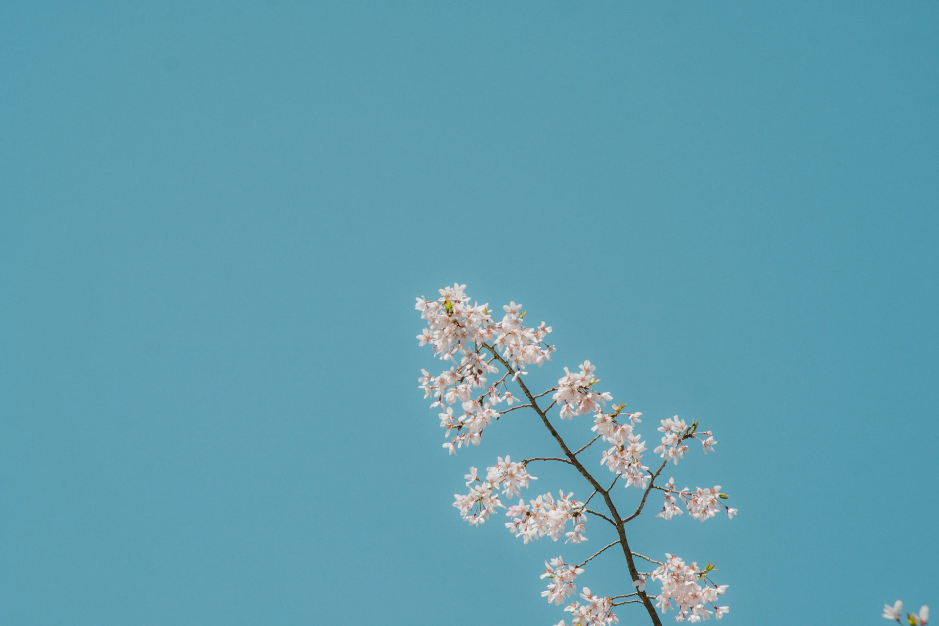 A delicate cherry blossom branch against a clear blue sky