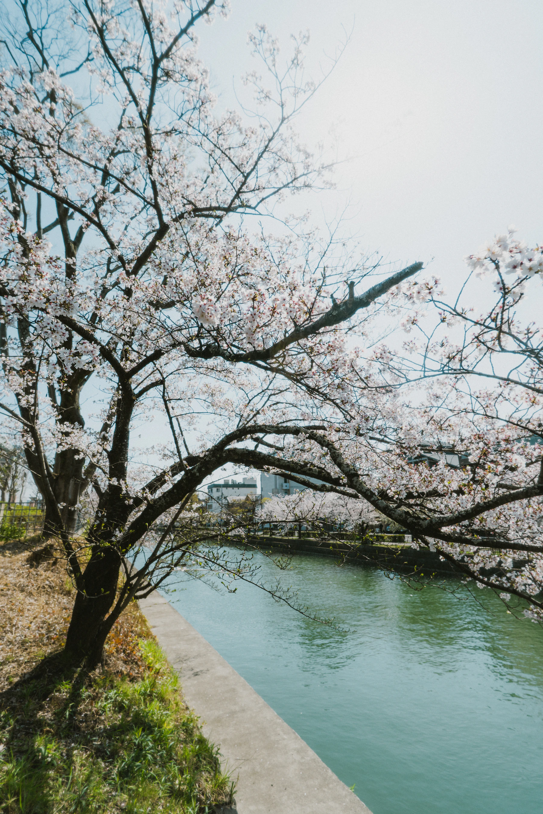 Kirschblüten über einem ruhigen Kanal in Kyoto im Frühling