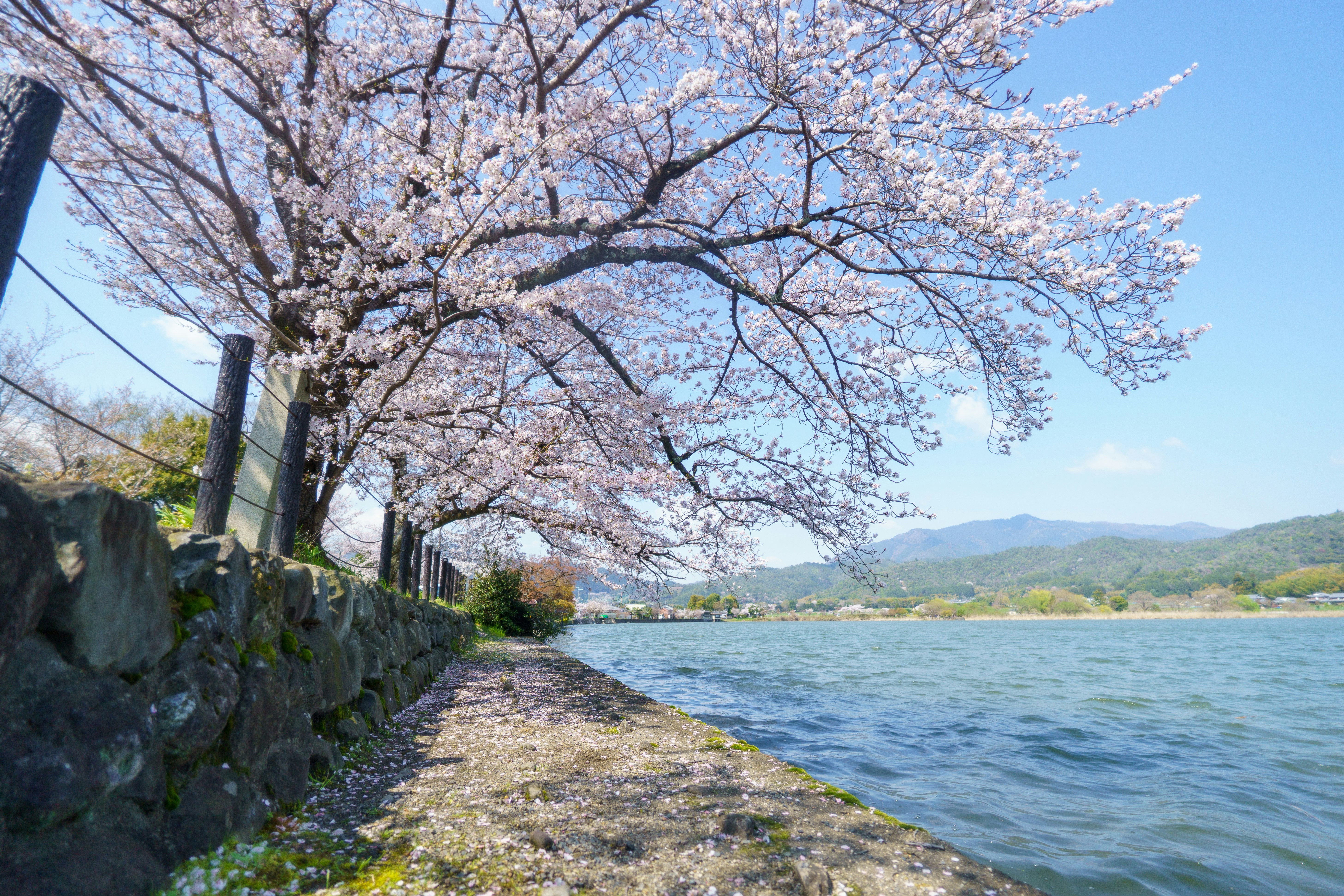 Four Seasons, One Playground: Cycling and Kayaking Tsuchiura All Year Long