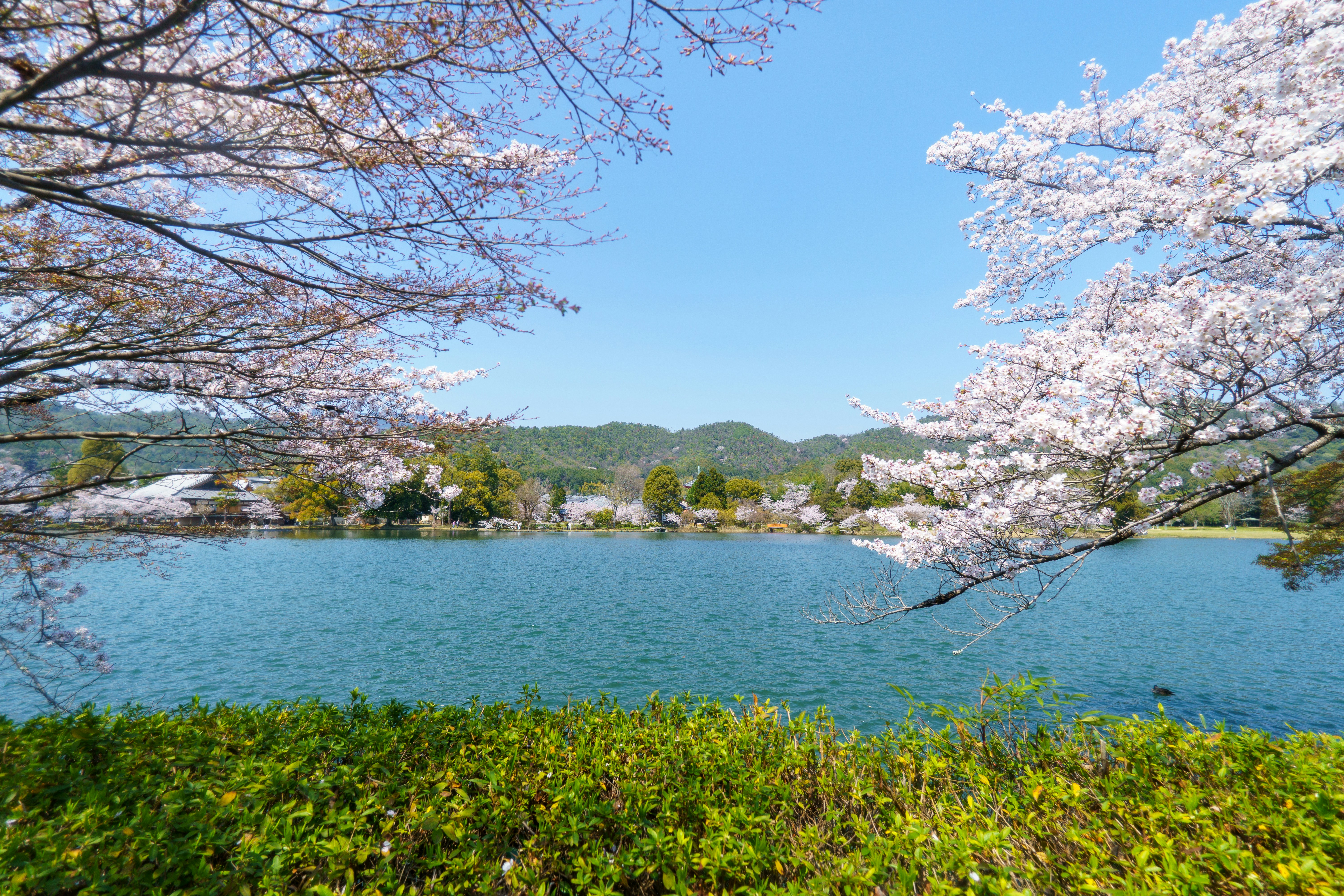 best cherry blossom spots in Japan
