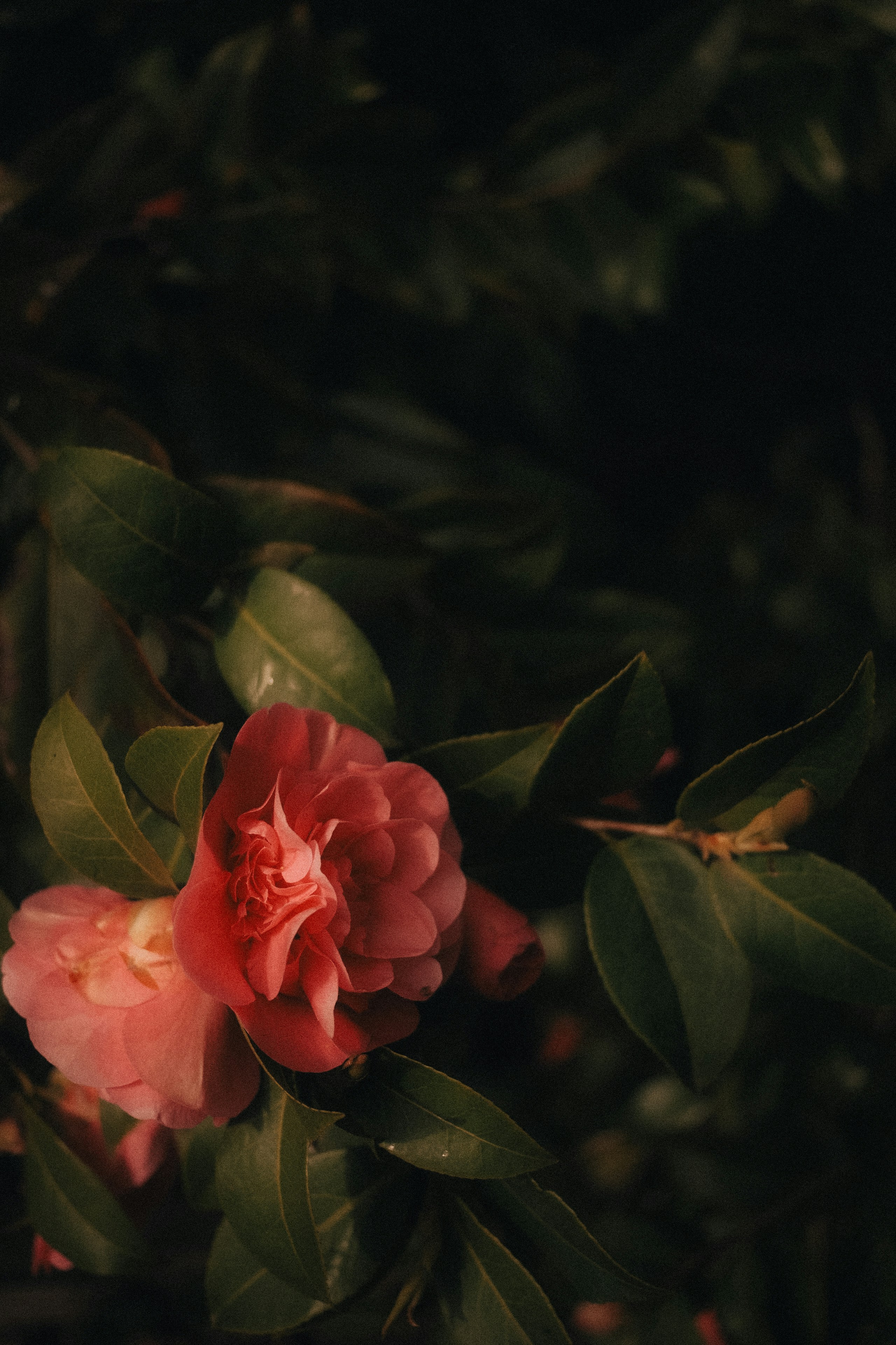 Photo by fujiescape