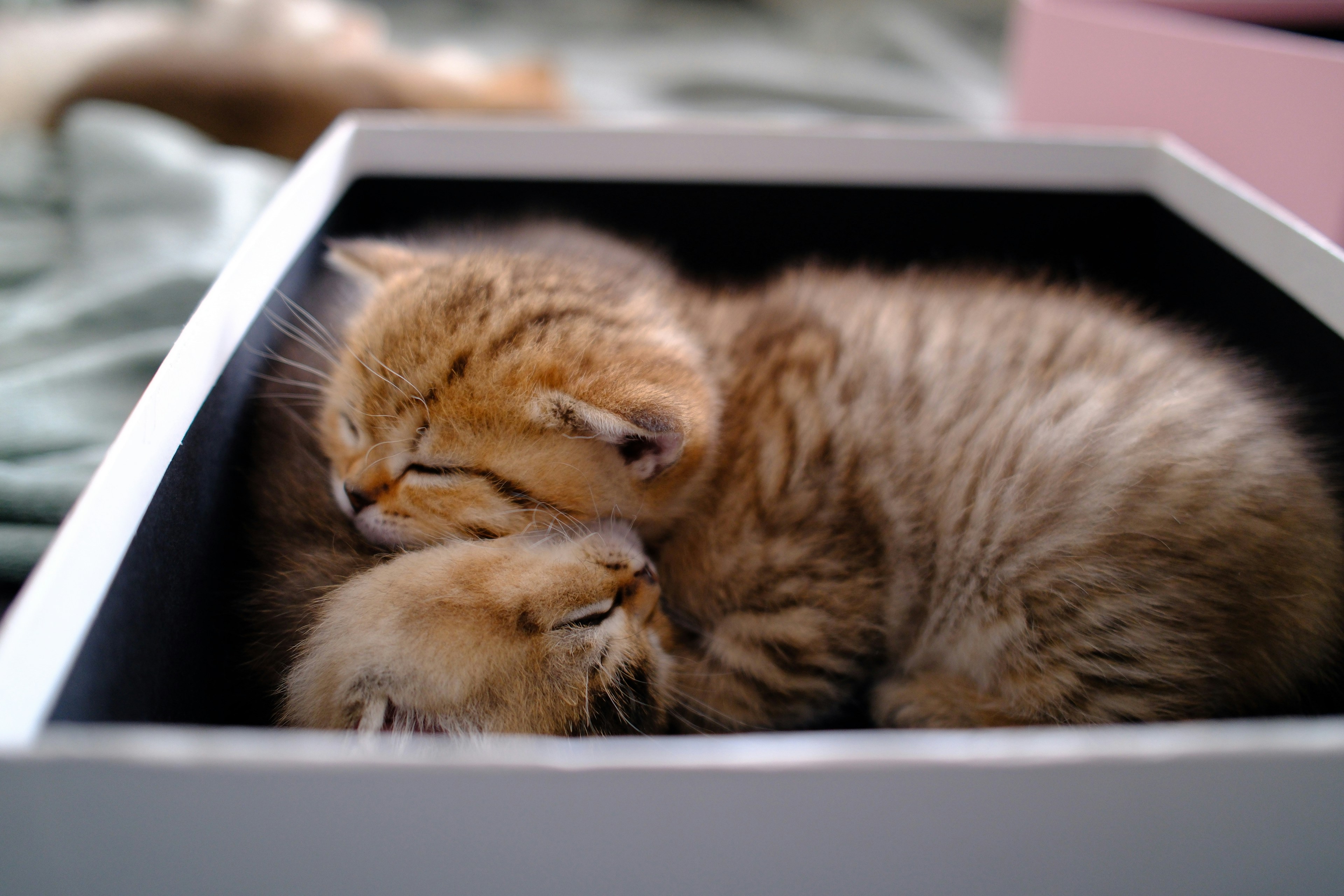 A tiny golden kitten sleeping in a white box